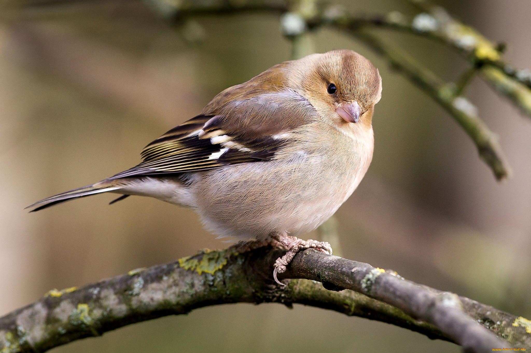 животные, воробьи, пушистый