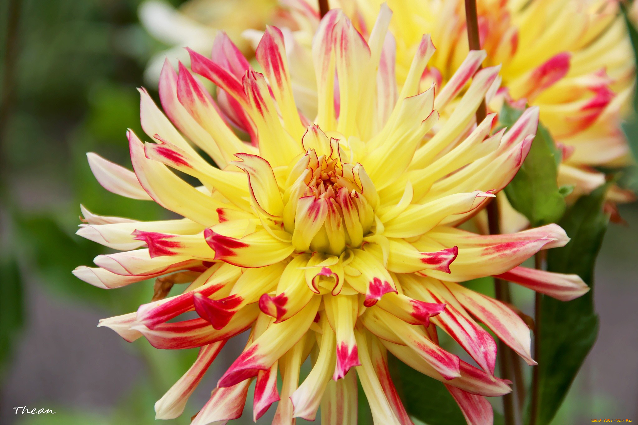 цветы, георгины, пестрый