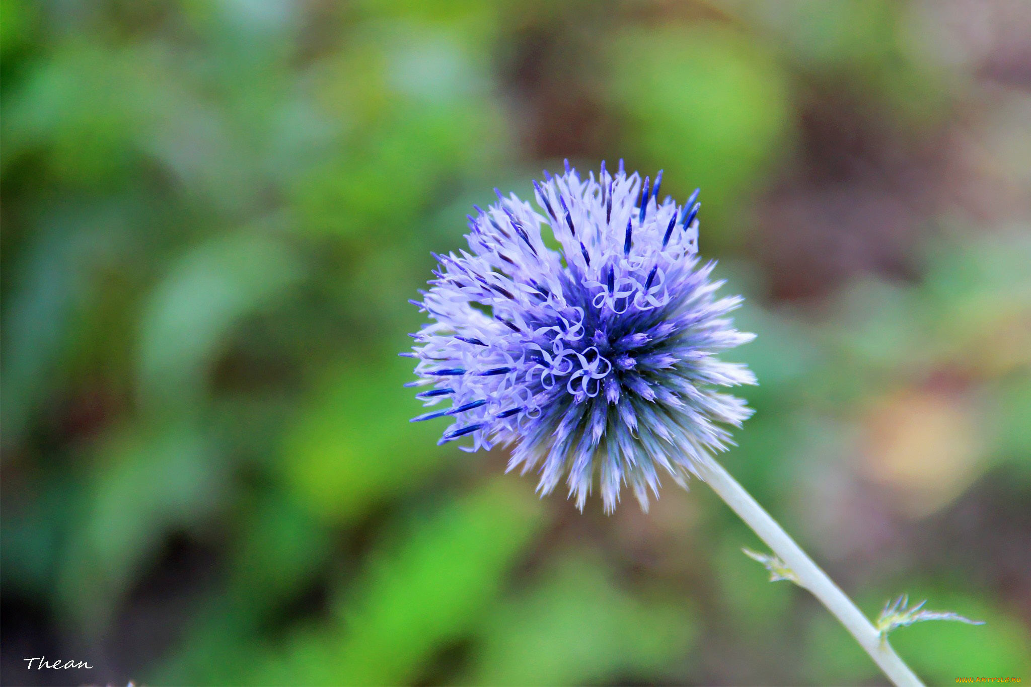 цветы, луговые, полевые, синий