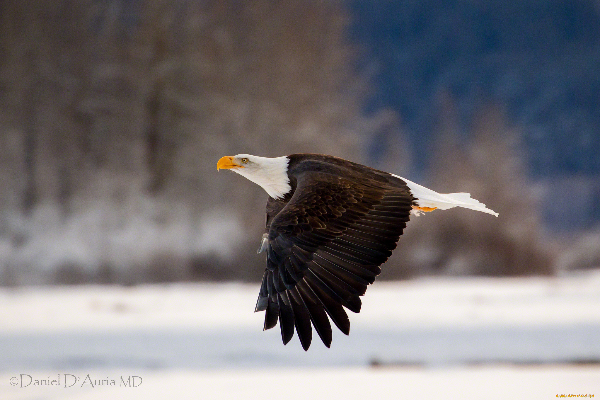 животные, птицы, хищники, орлан