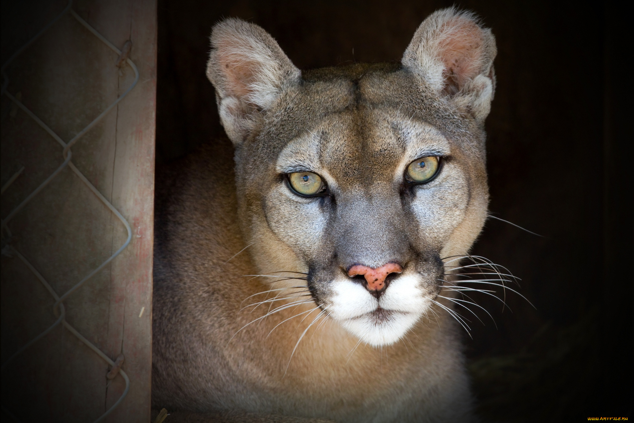 животные, пумы, портрет, красавица