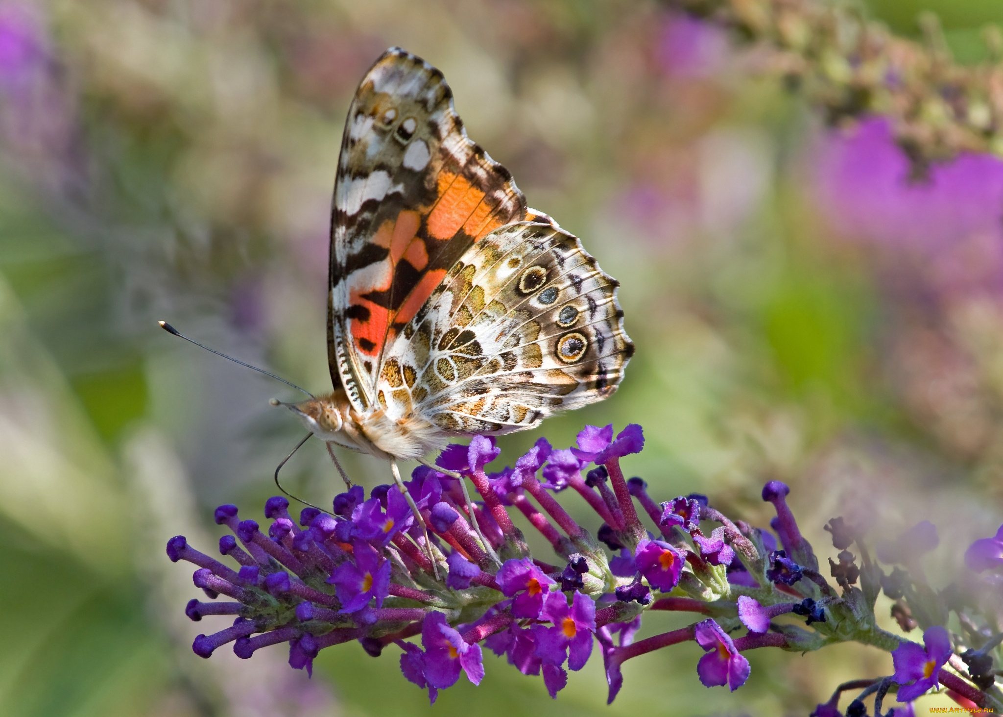 животные, бабочки, цветы, крылья