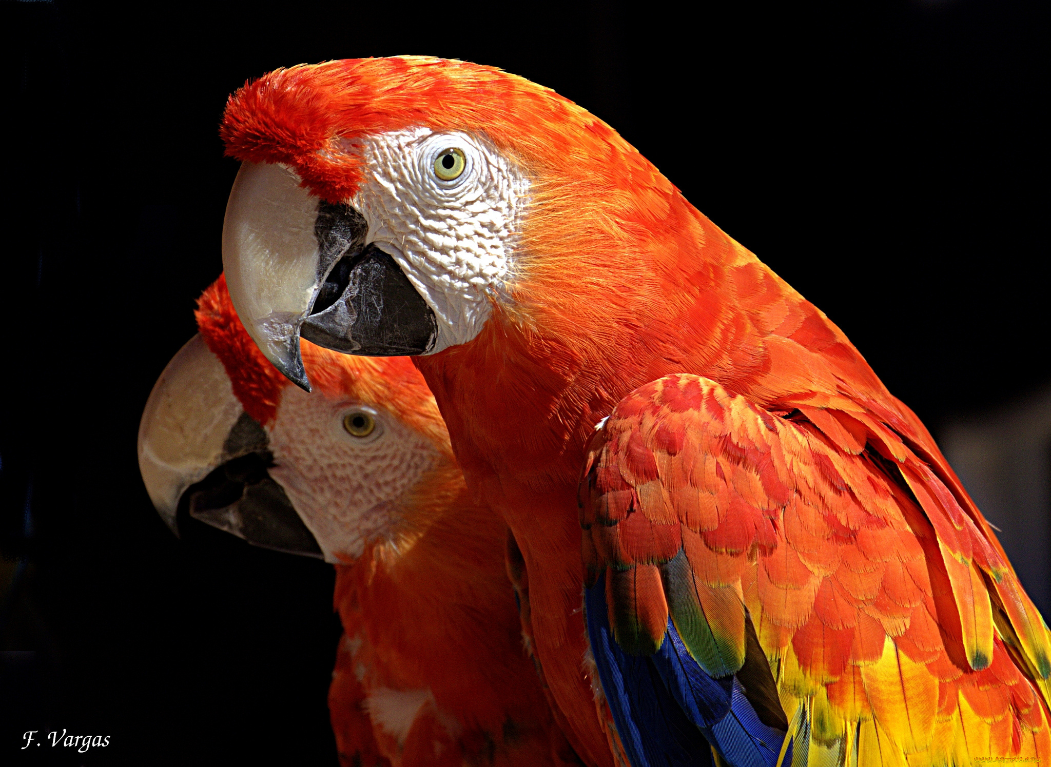 животные, попугаи, ара