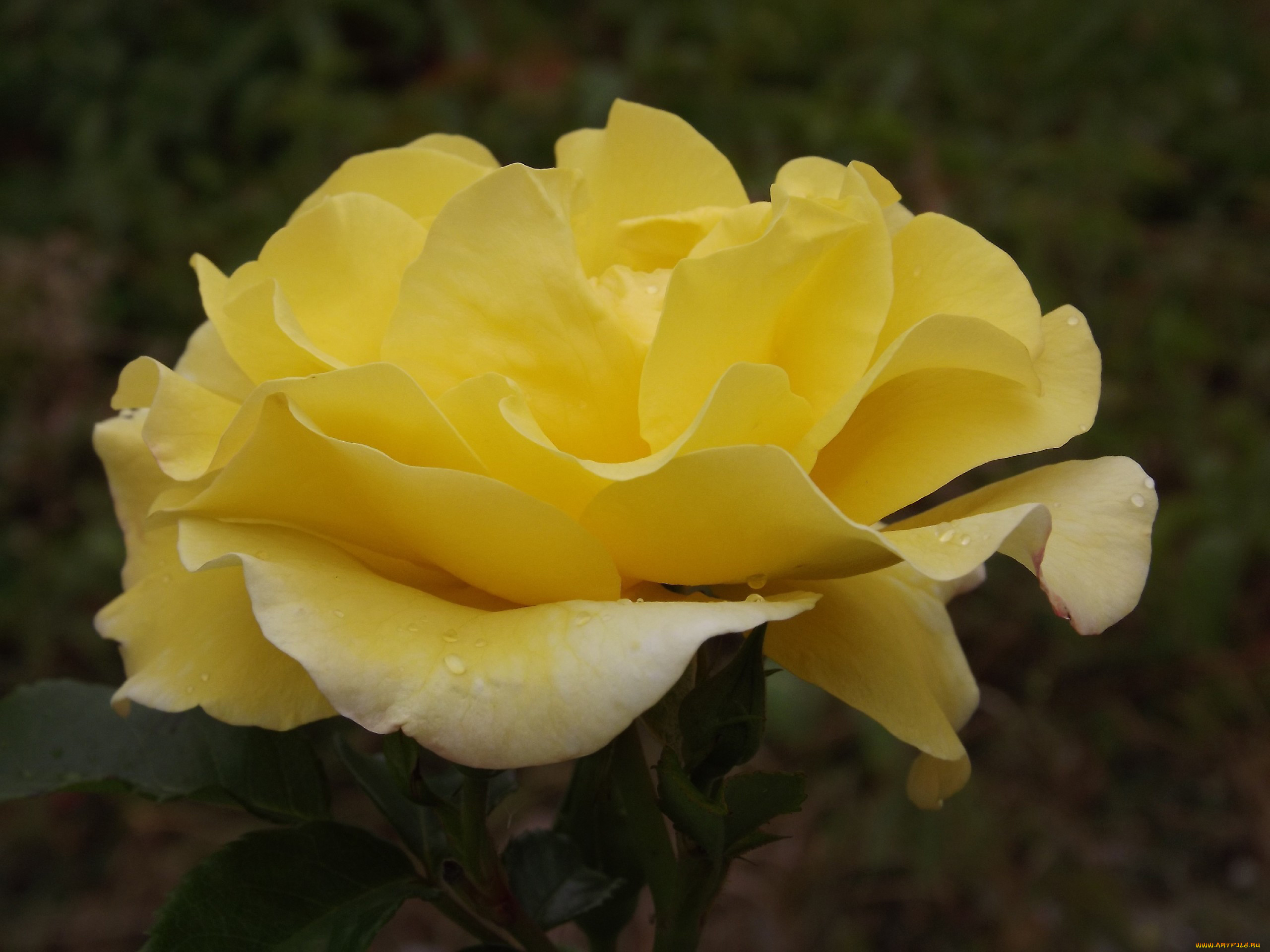 цветы, розы, макро, лепестки