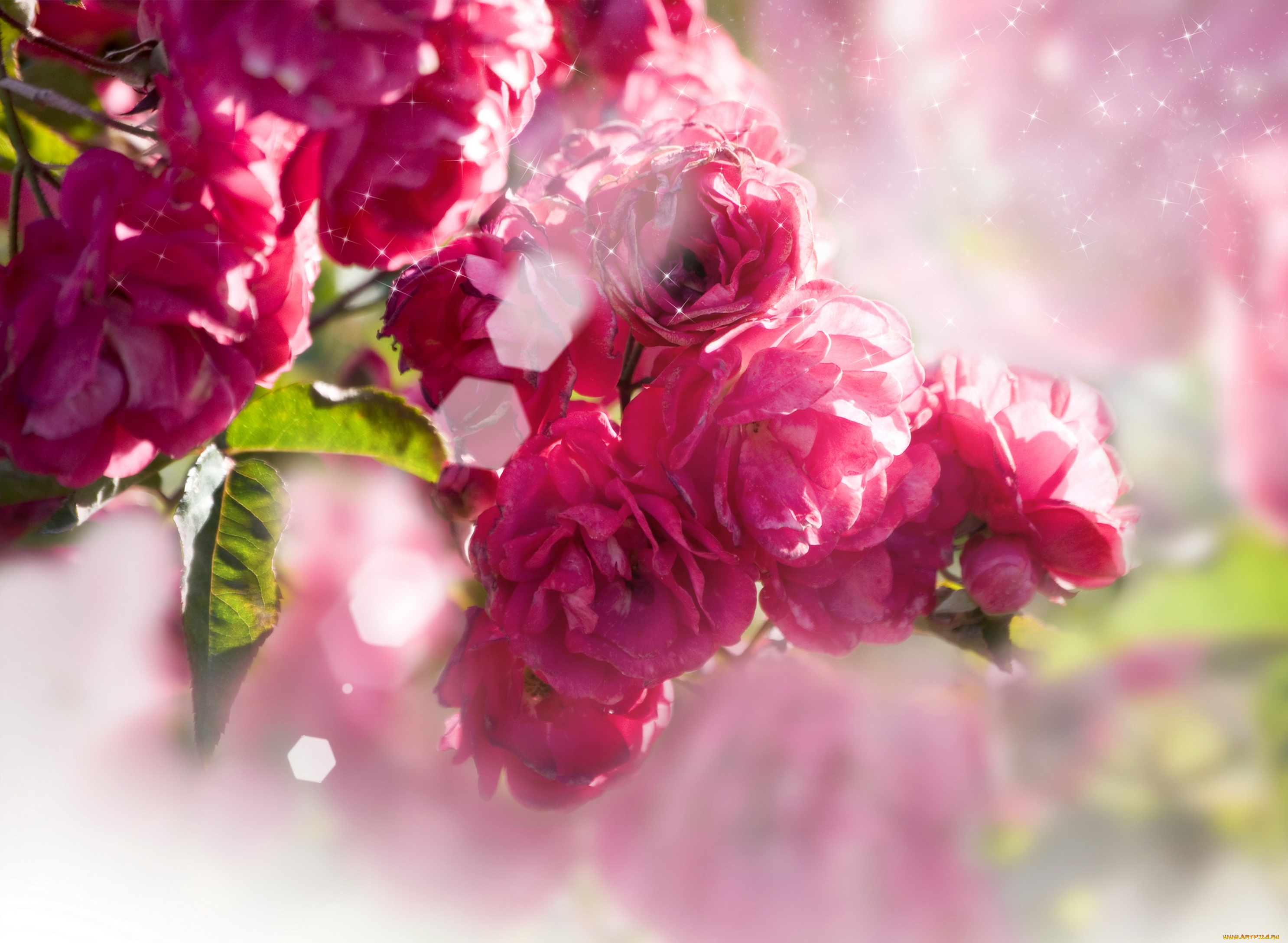 цветы, розы