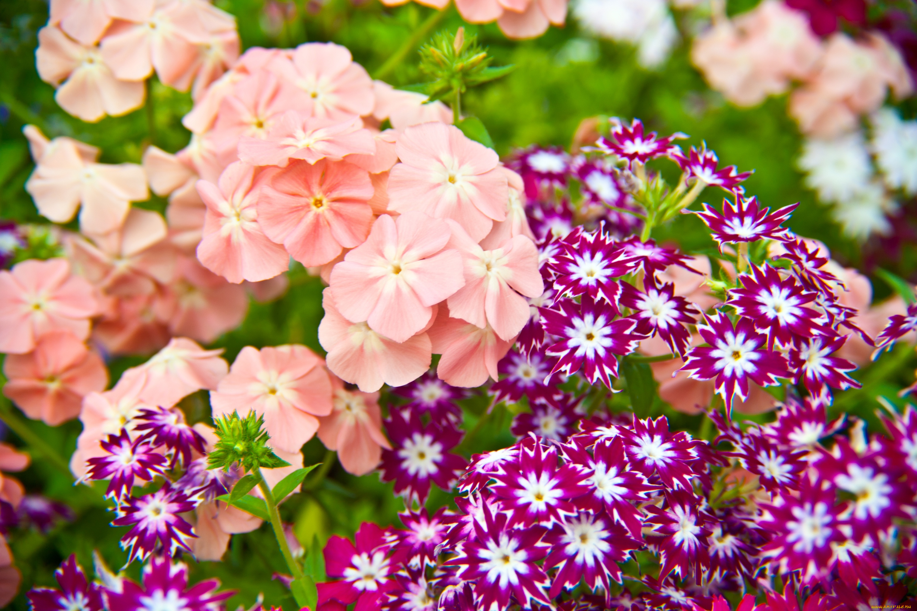 цветы, флоксы, розовый, соцветия, звездочки