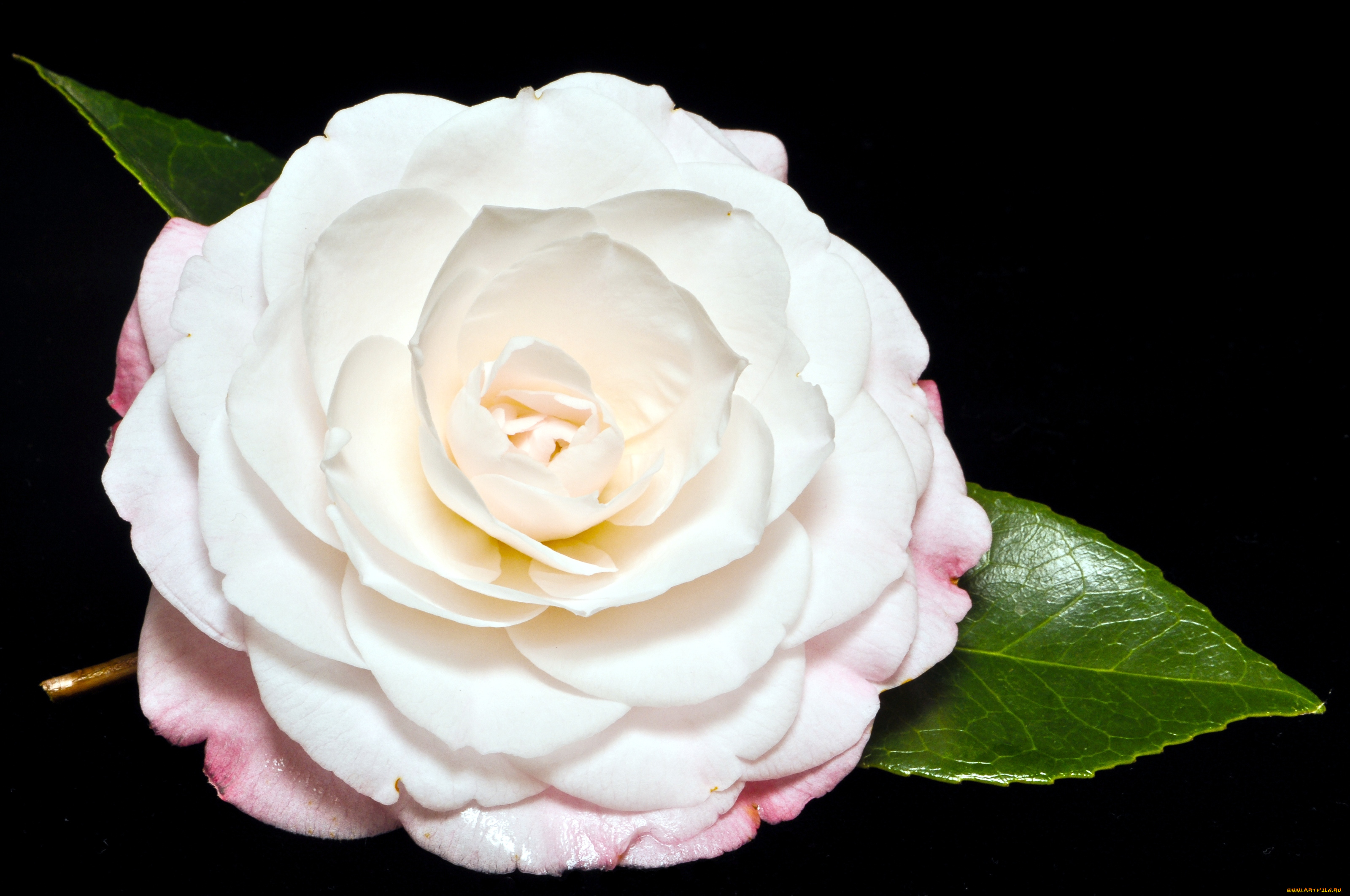 цветы, камелии, лепестки, круглый