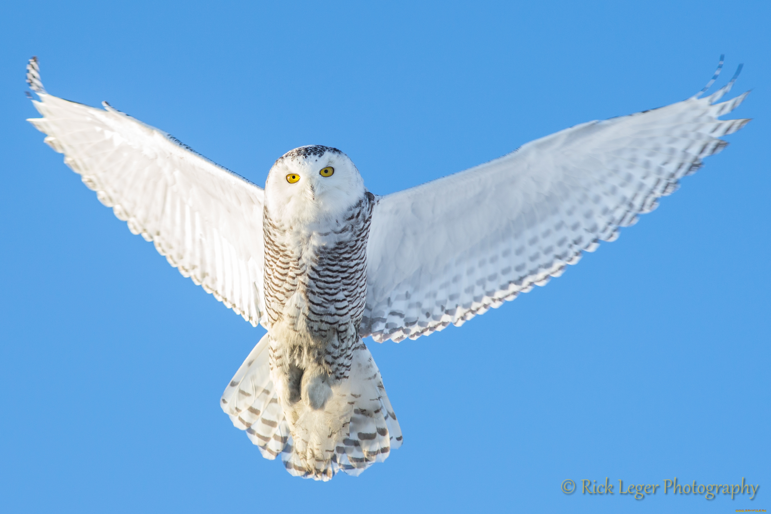 животные, совы, крылья, полярная, сова