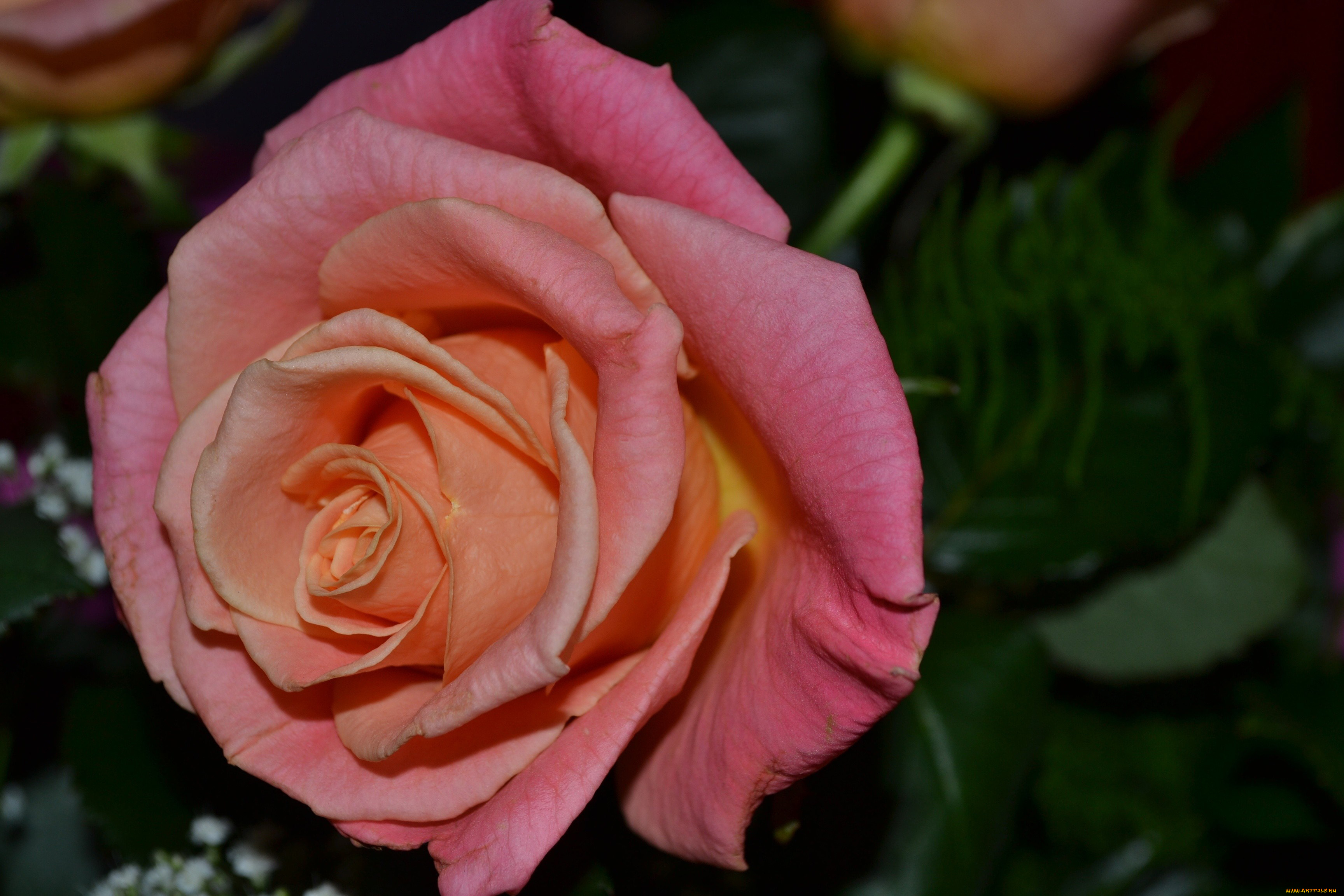 цветы, розы, макро