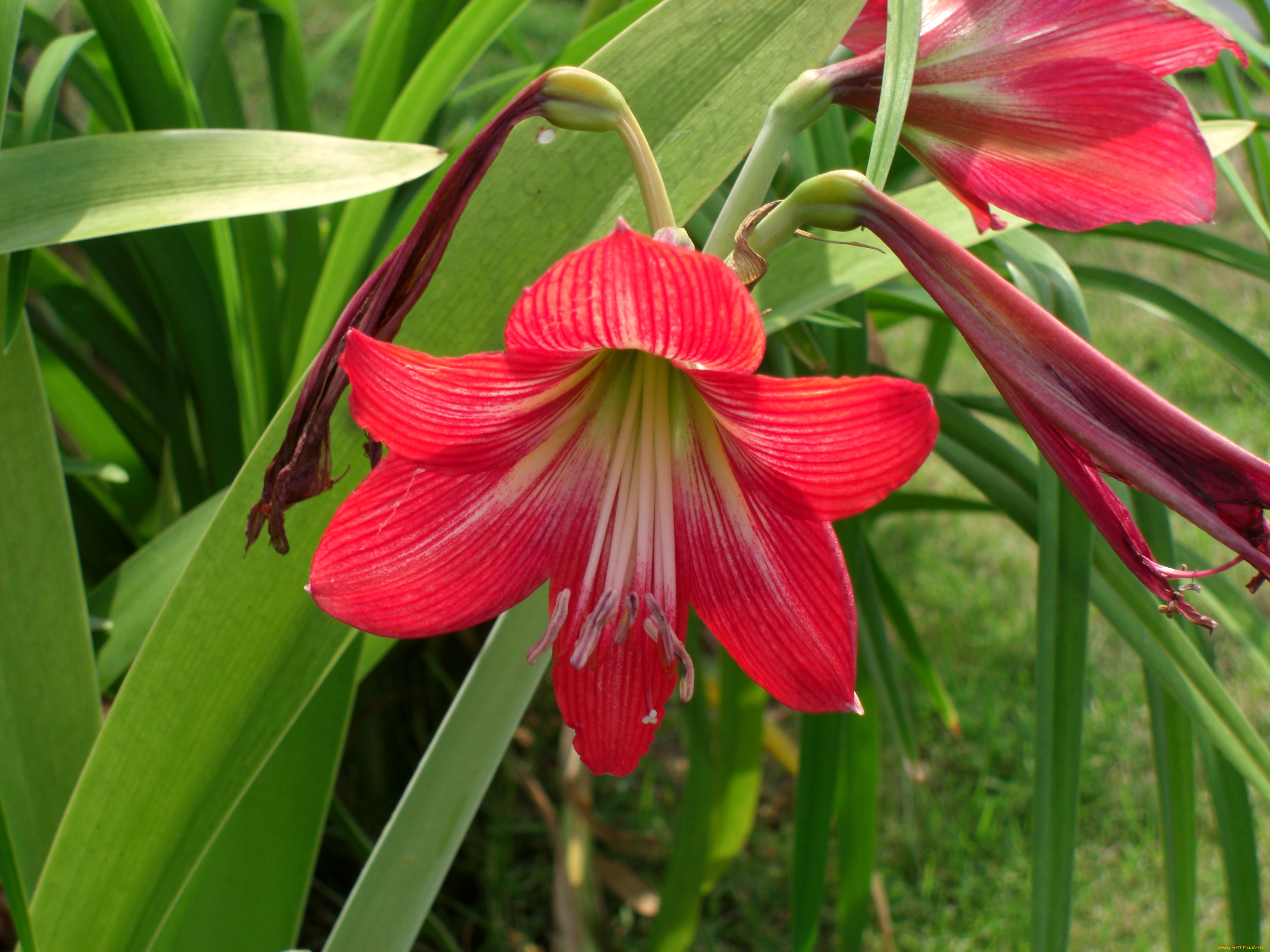 цветы, амариллисы, гиппеаструмы, амариллис