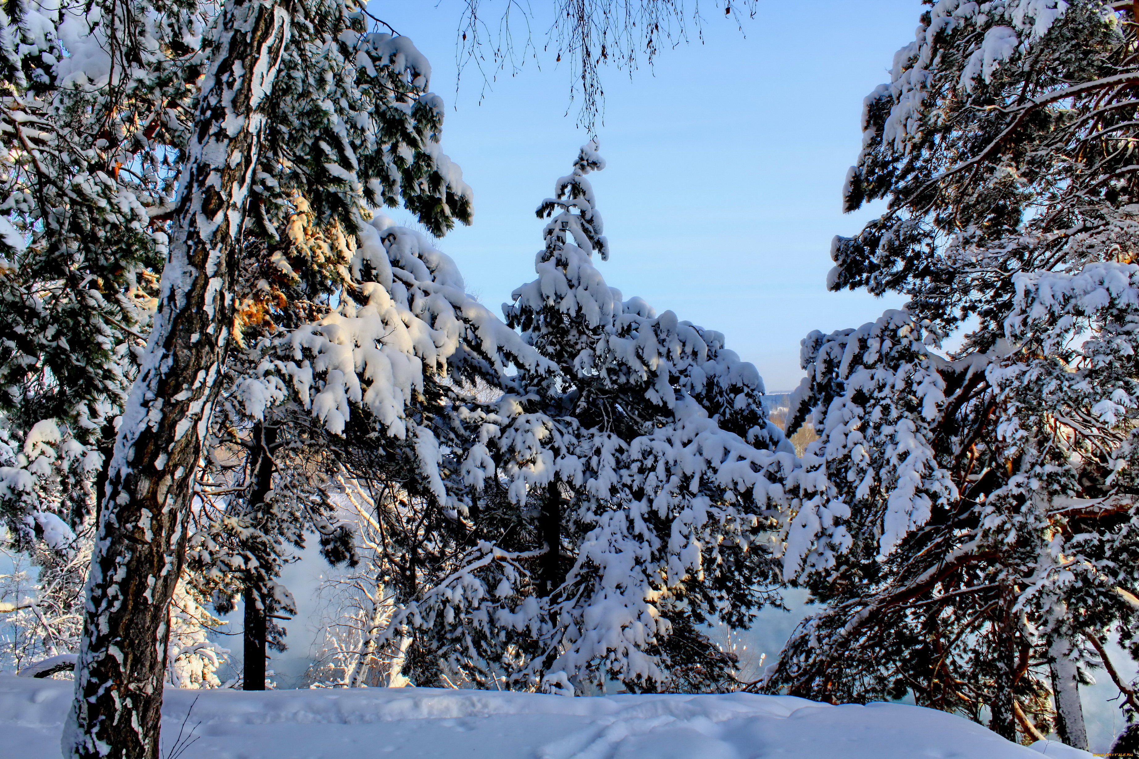 природа, зима, лес, снег