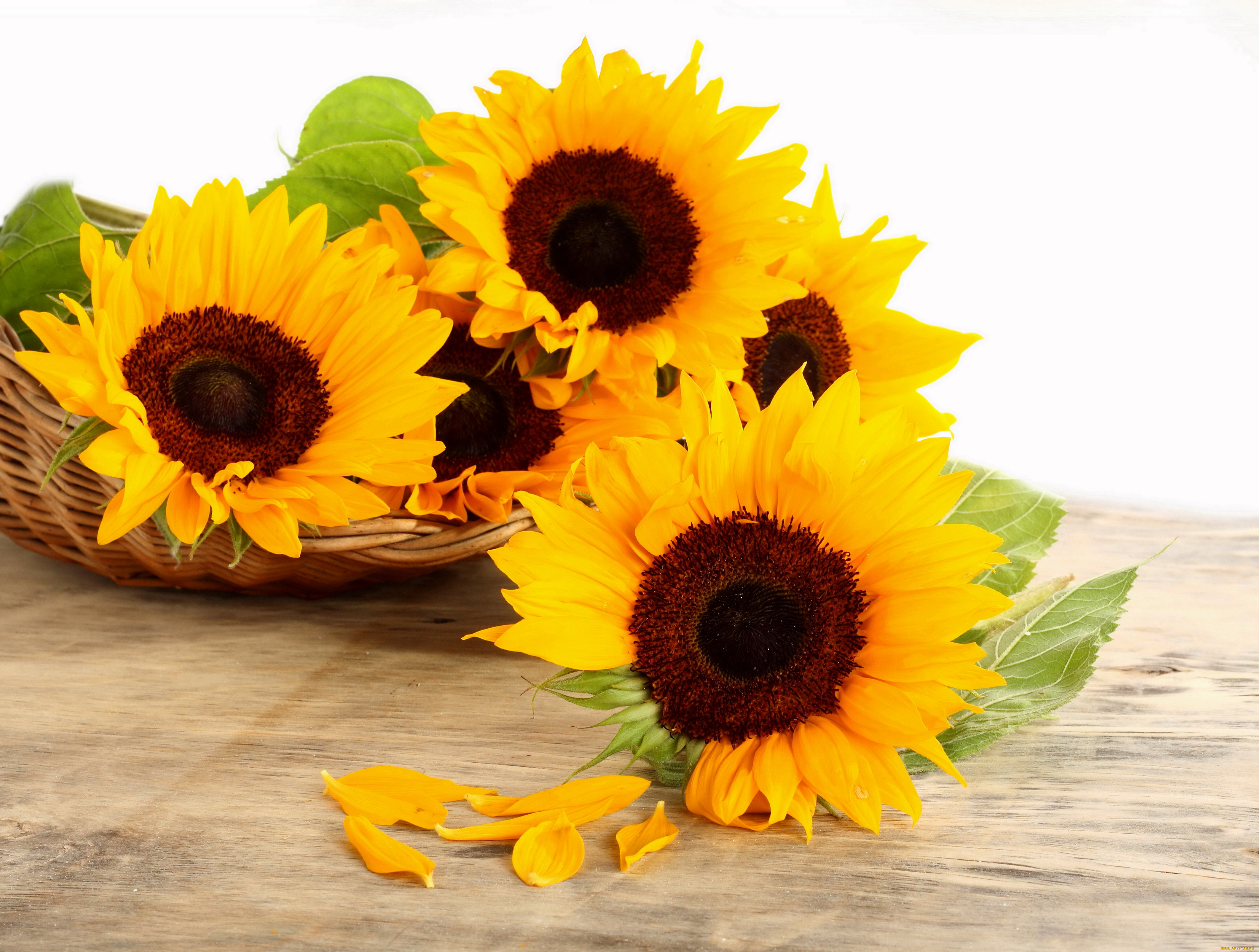 цветы, подсолнухи