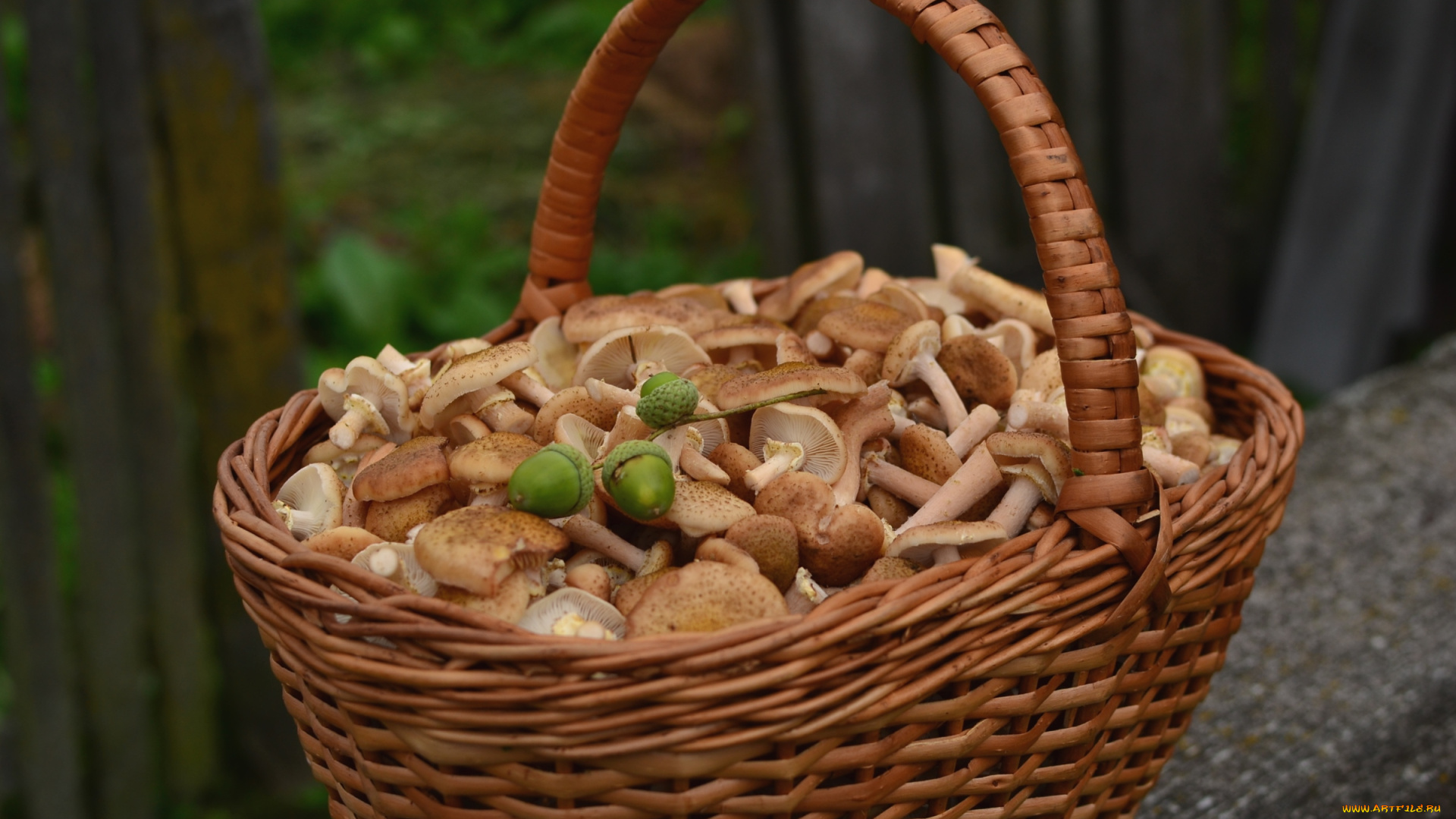еда, грибы, , грибные, блюда, опята, корзина