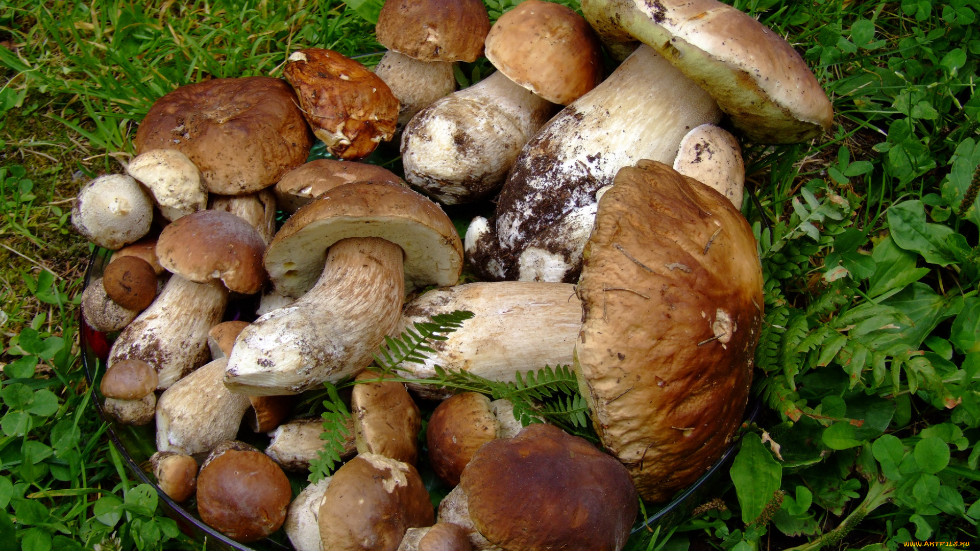 еда, грибы, , грибные, блюда, урожай, сбор