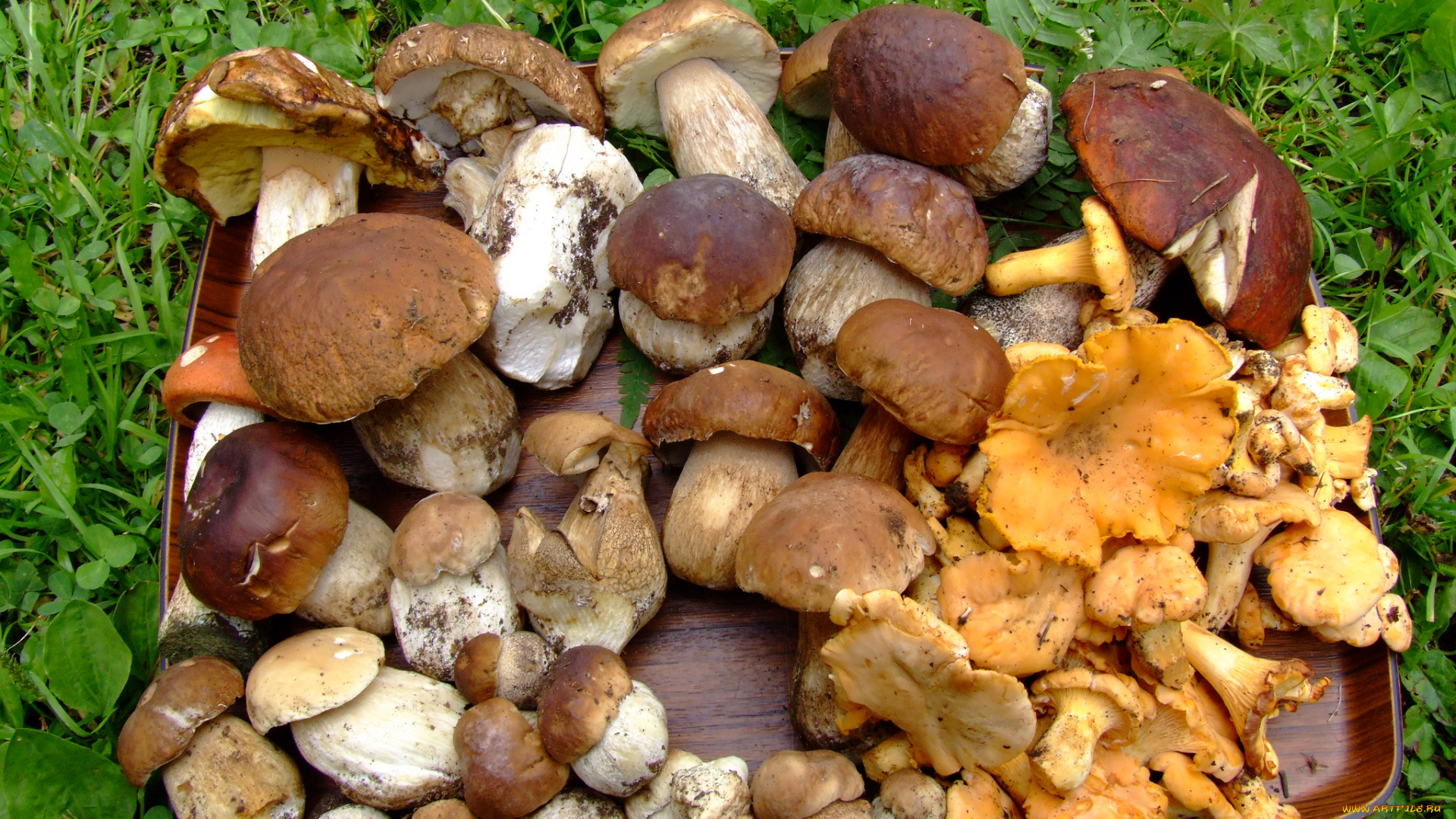 еда, грибы, , грибные, блюда, урожай, сбор