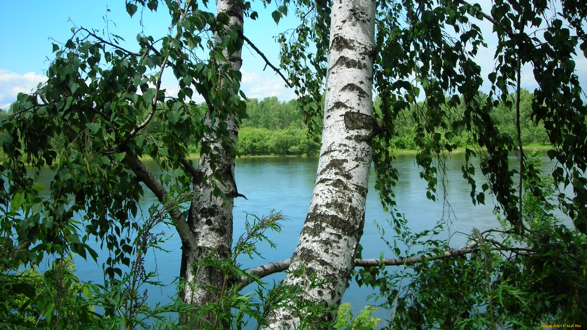 природа, деревья, берёзы, стволы, енисей