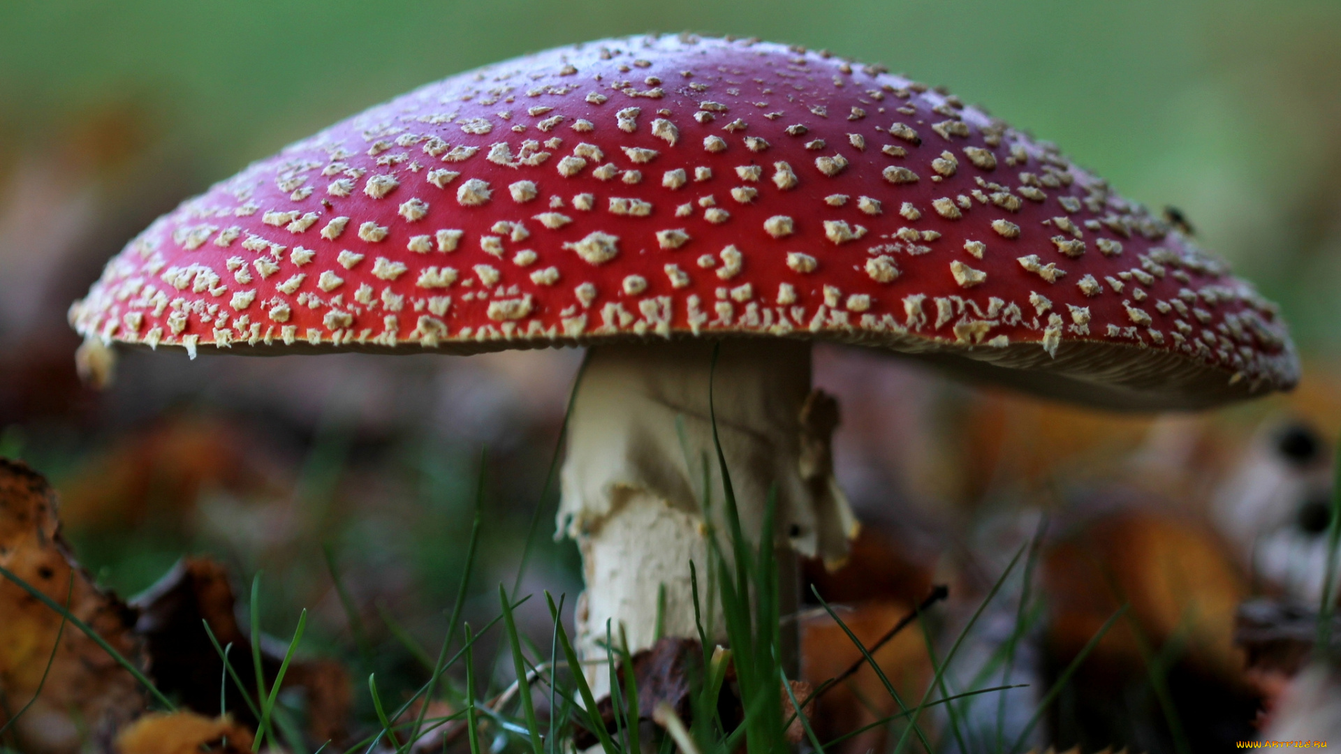 природа, грибы, , мухомор, мухомор, трава, осень, лес