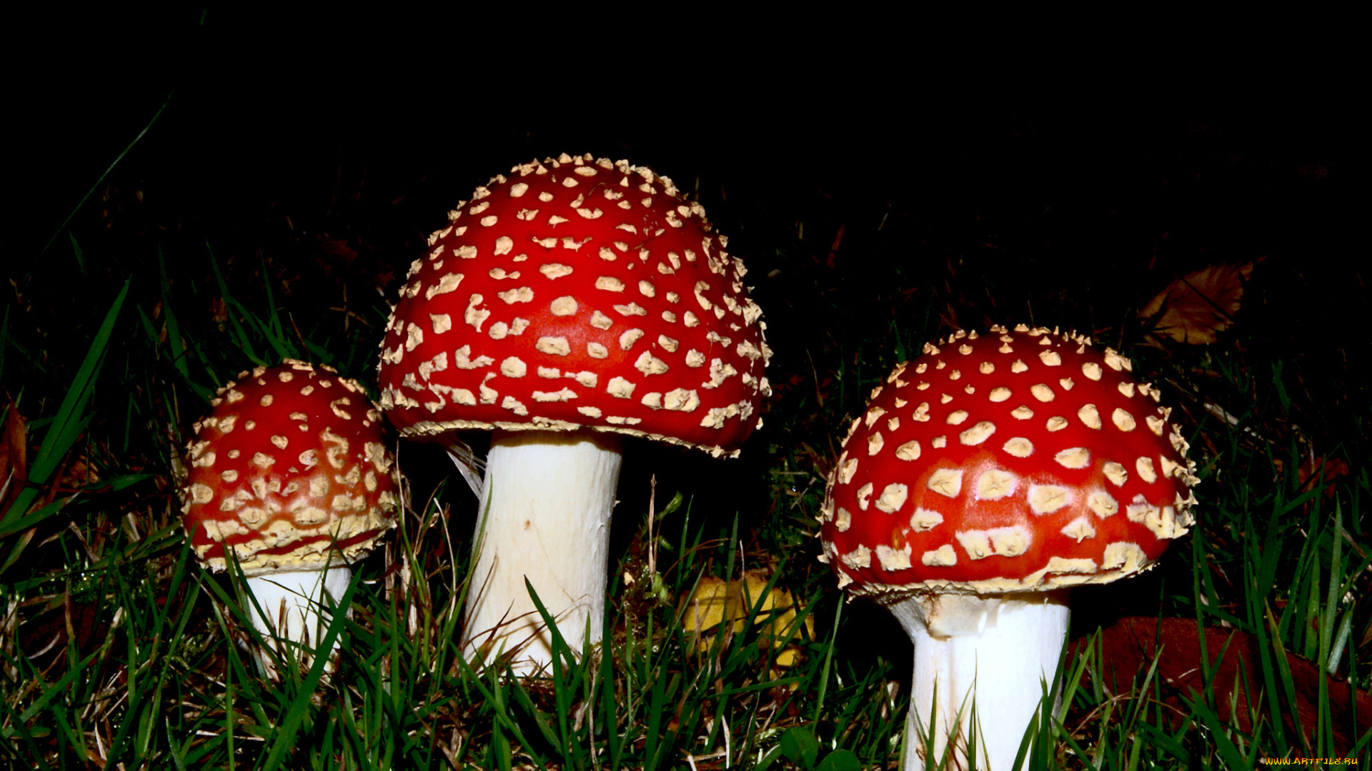 природа, грибы, , мухомор, мухоморы, трава, лес, листья