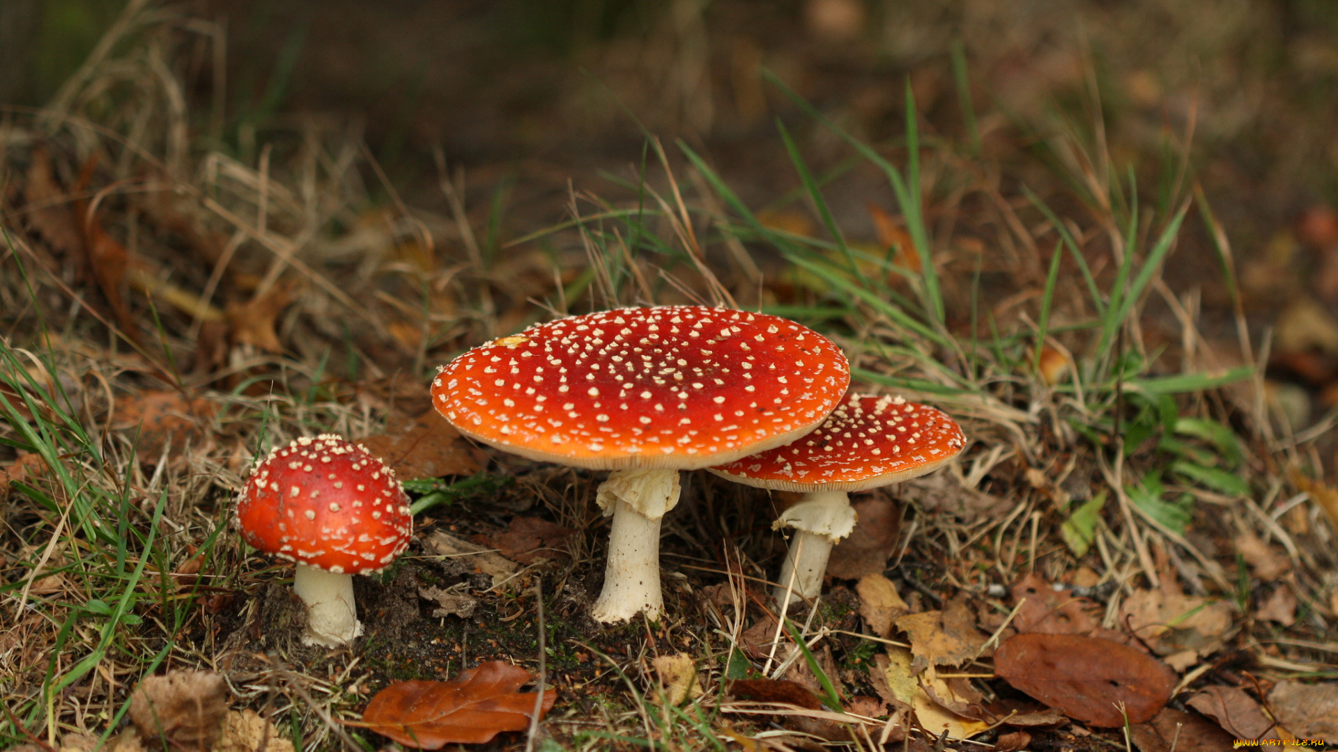 природа, грибы, , мухомор, мухоморы, трава, листья, лес