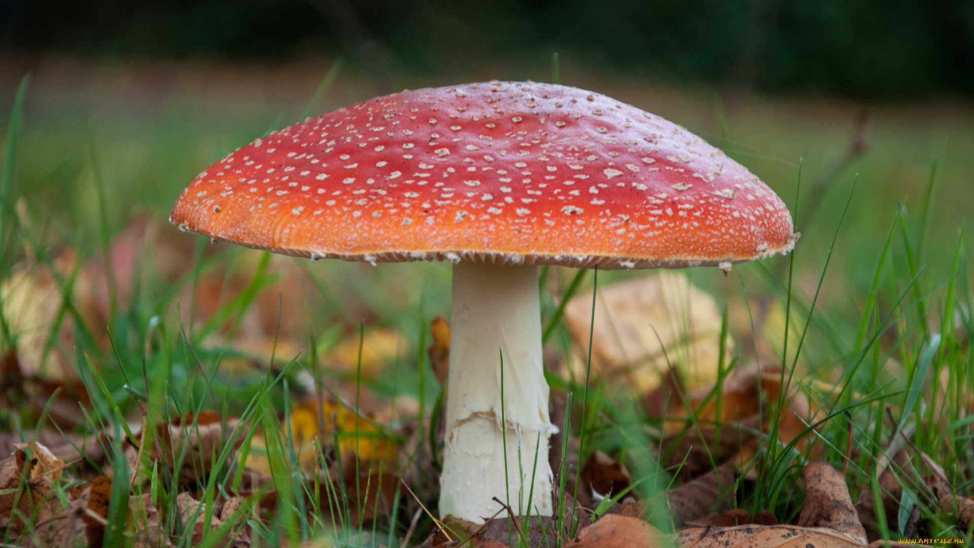 природа, грибы, , мухомор, осень, лес, мухомор, трава