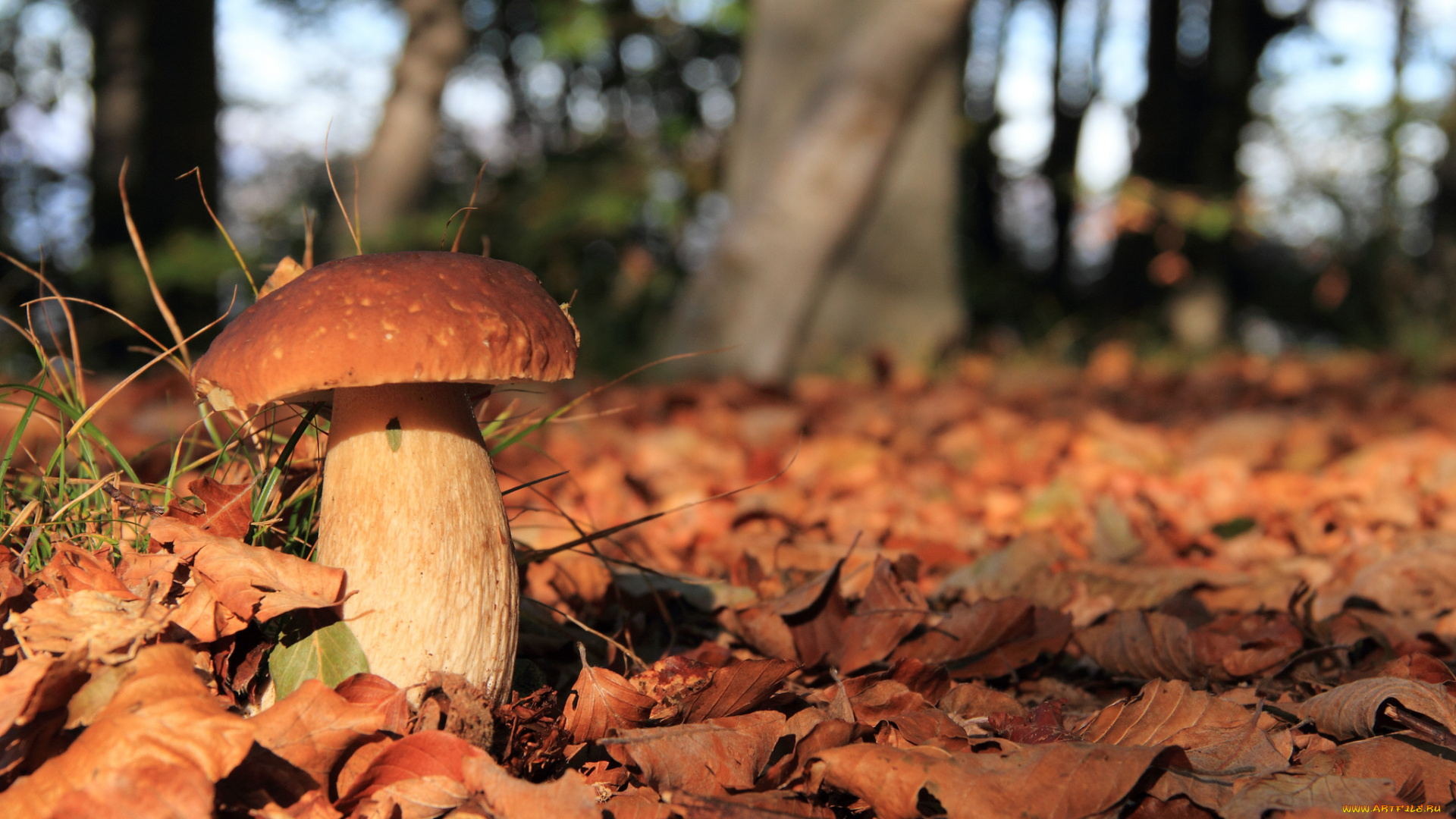 природа, грибы, боровик, трава, лес, листья