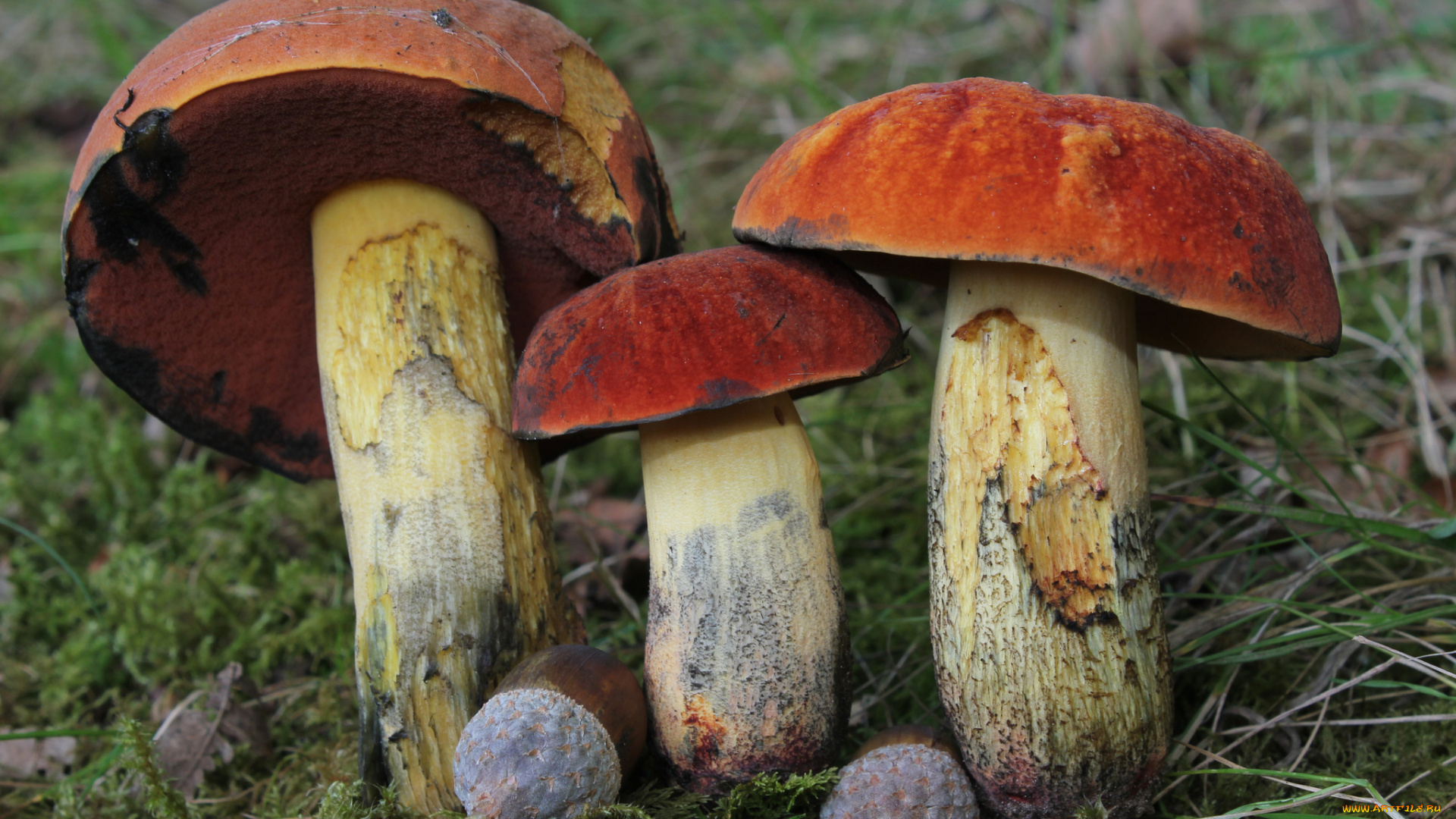 природа, грибы, лес, листья, трава, подосиновики