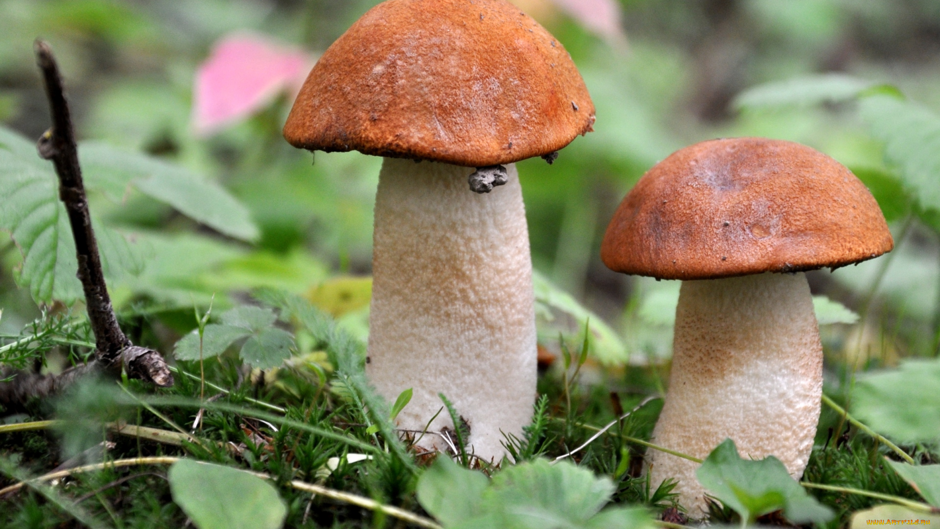 природа, грибы, парочка