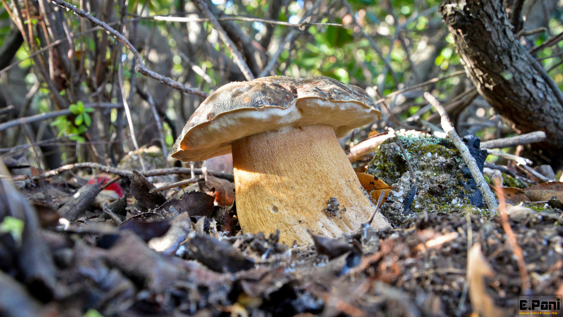 природа, грибы, трава, лес, листья, боровик