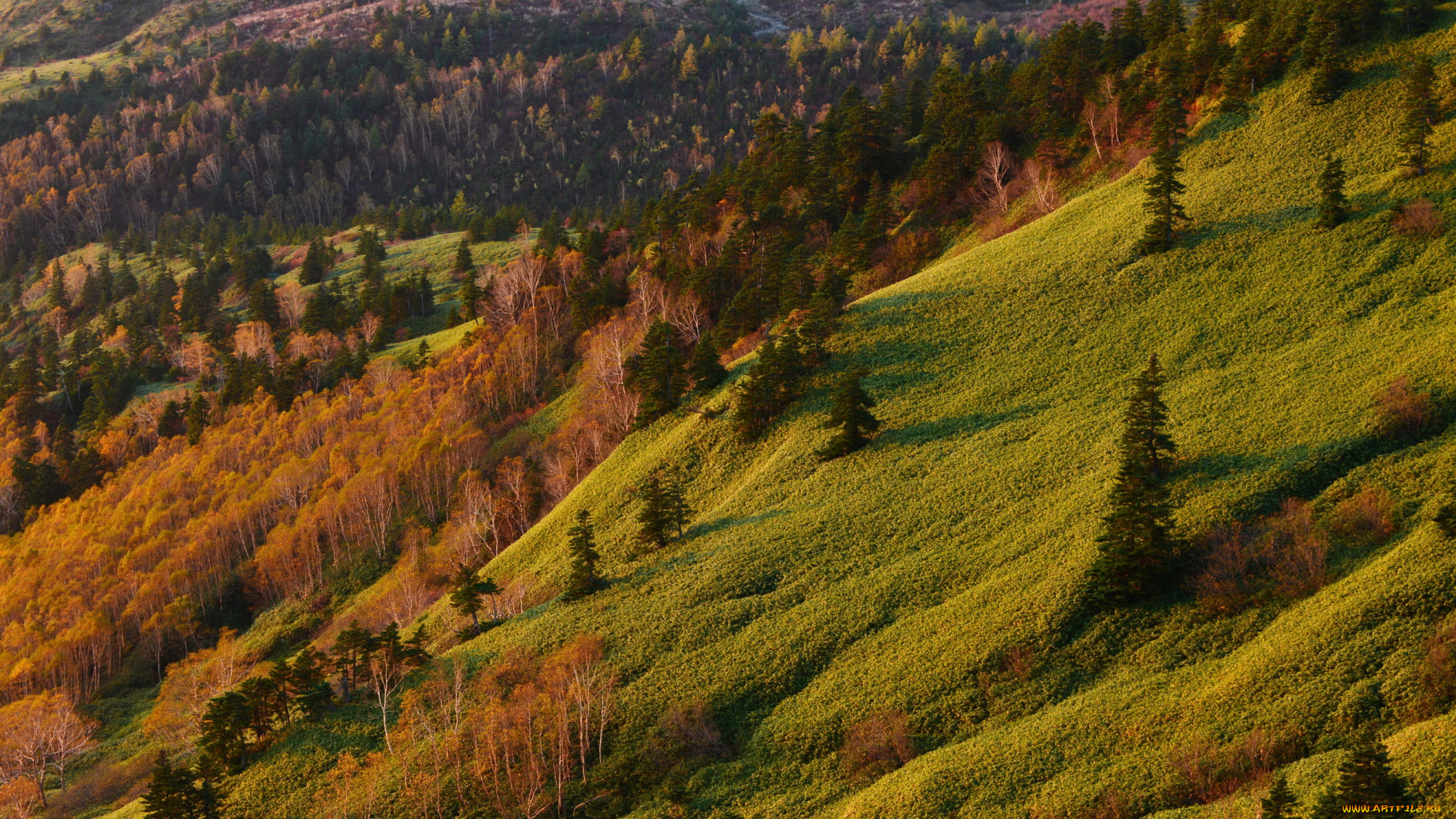 природа, пейзажи, трава, пейзаж, ели, склон
