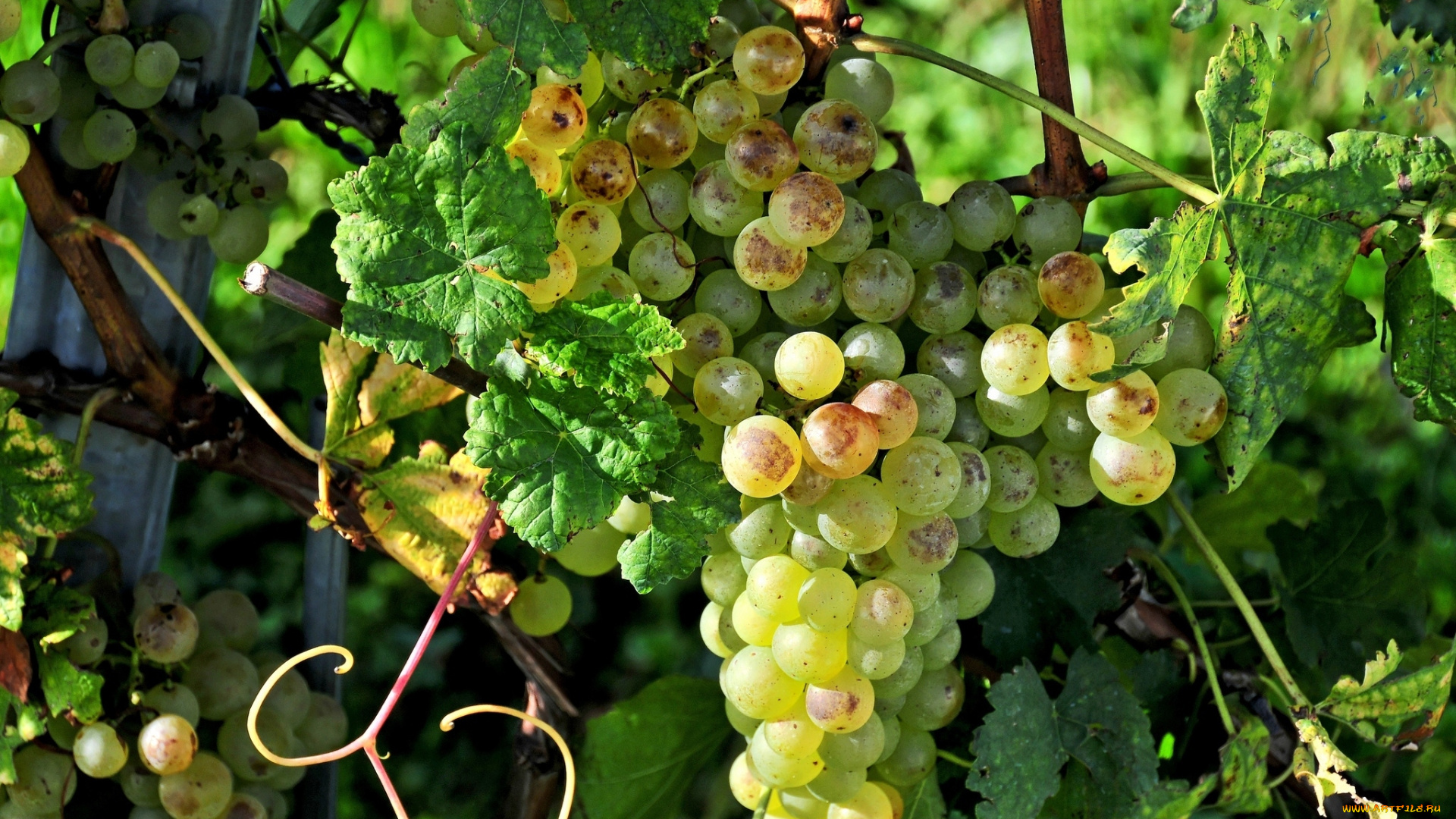 природа, Ягоды, , виноград, лоза