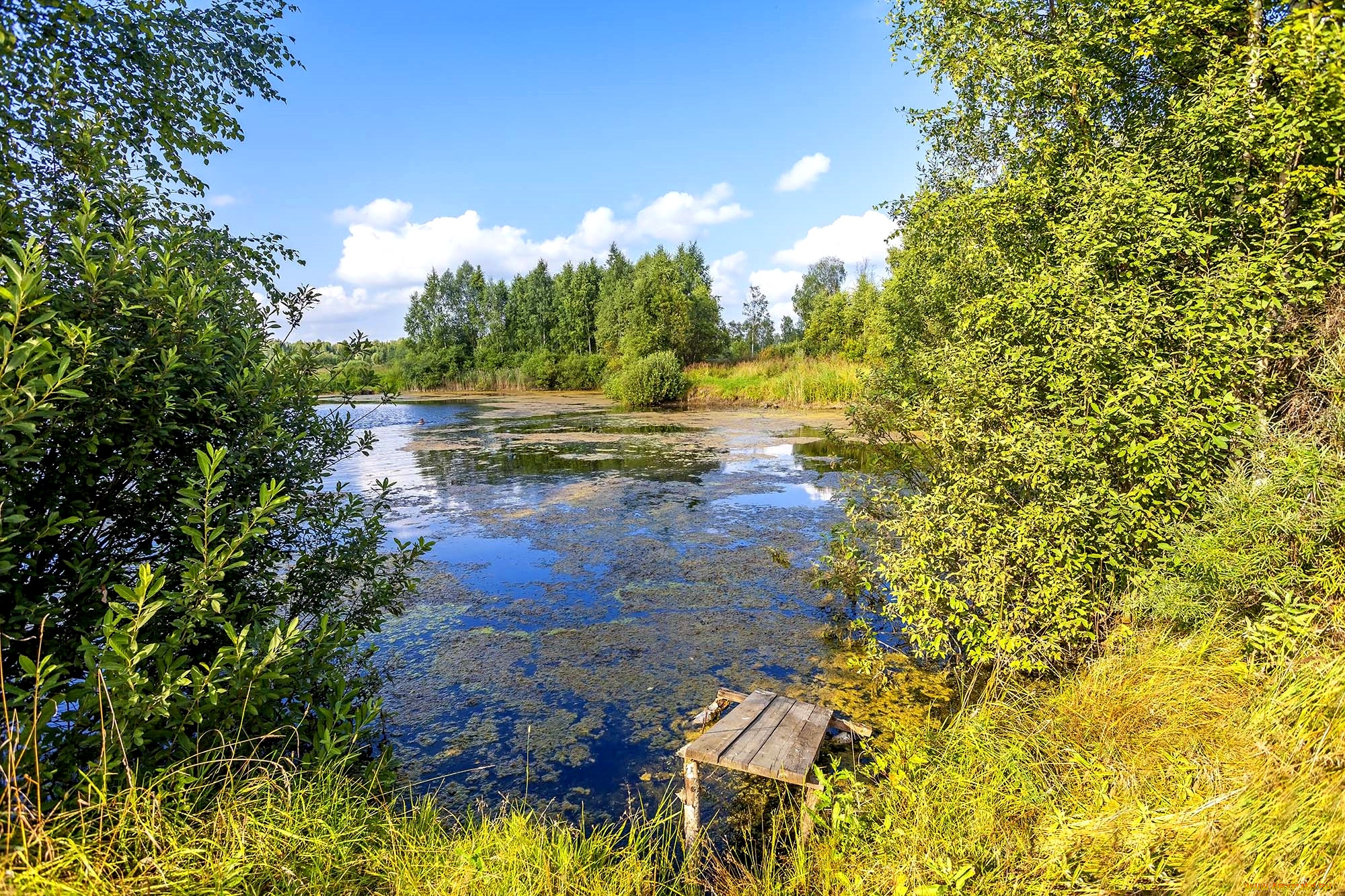 природа, реки, озера, вода, деревья