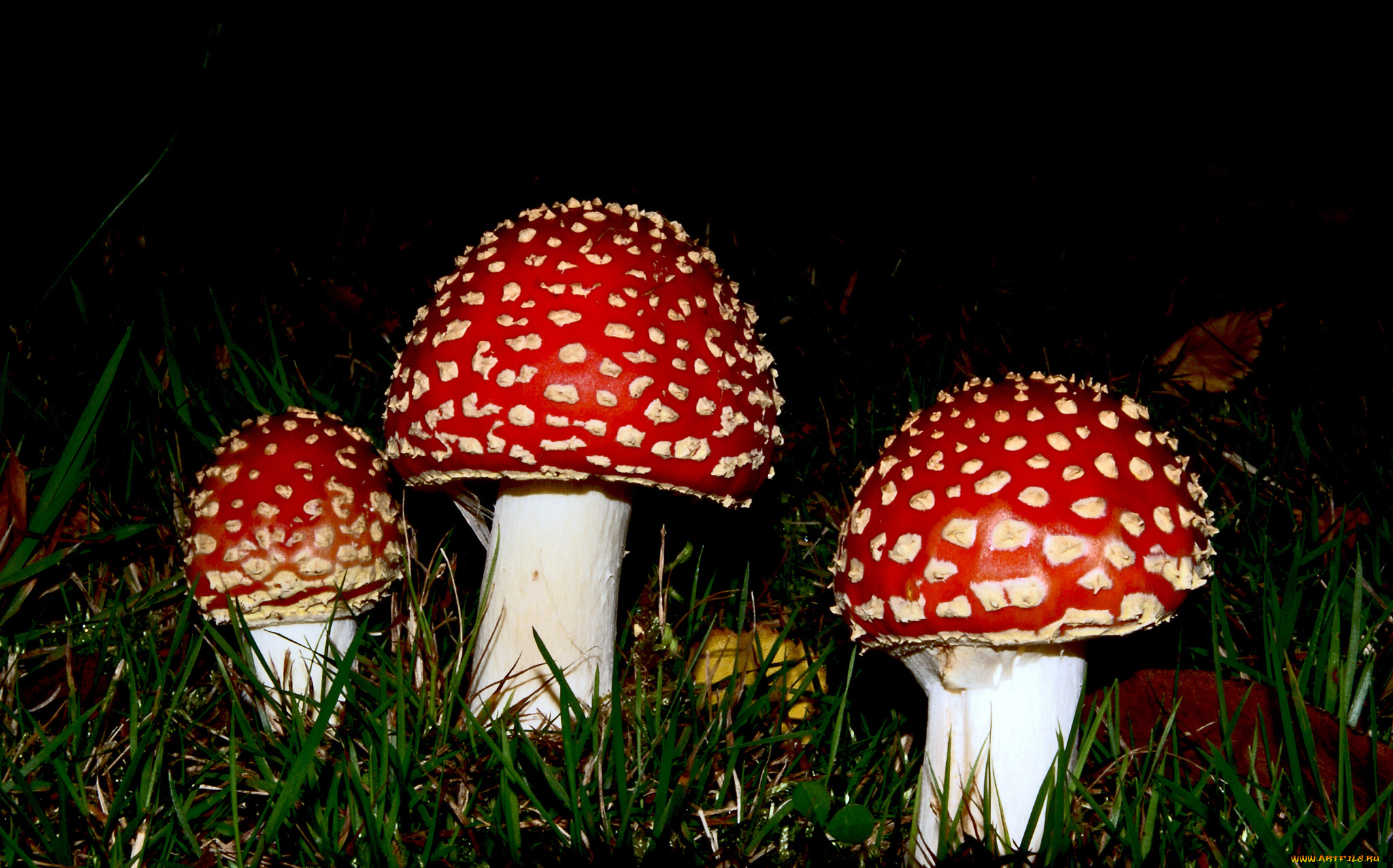 природа, грибы, , мухомор, мухоморы, трава, лес, листья