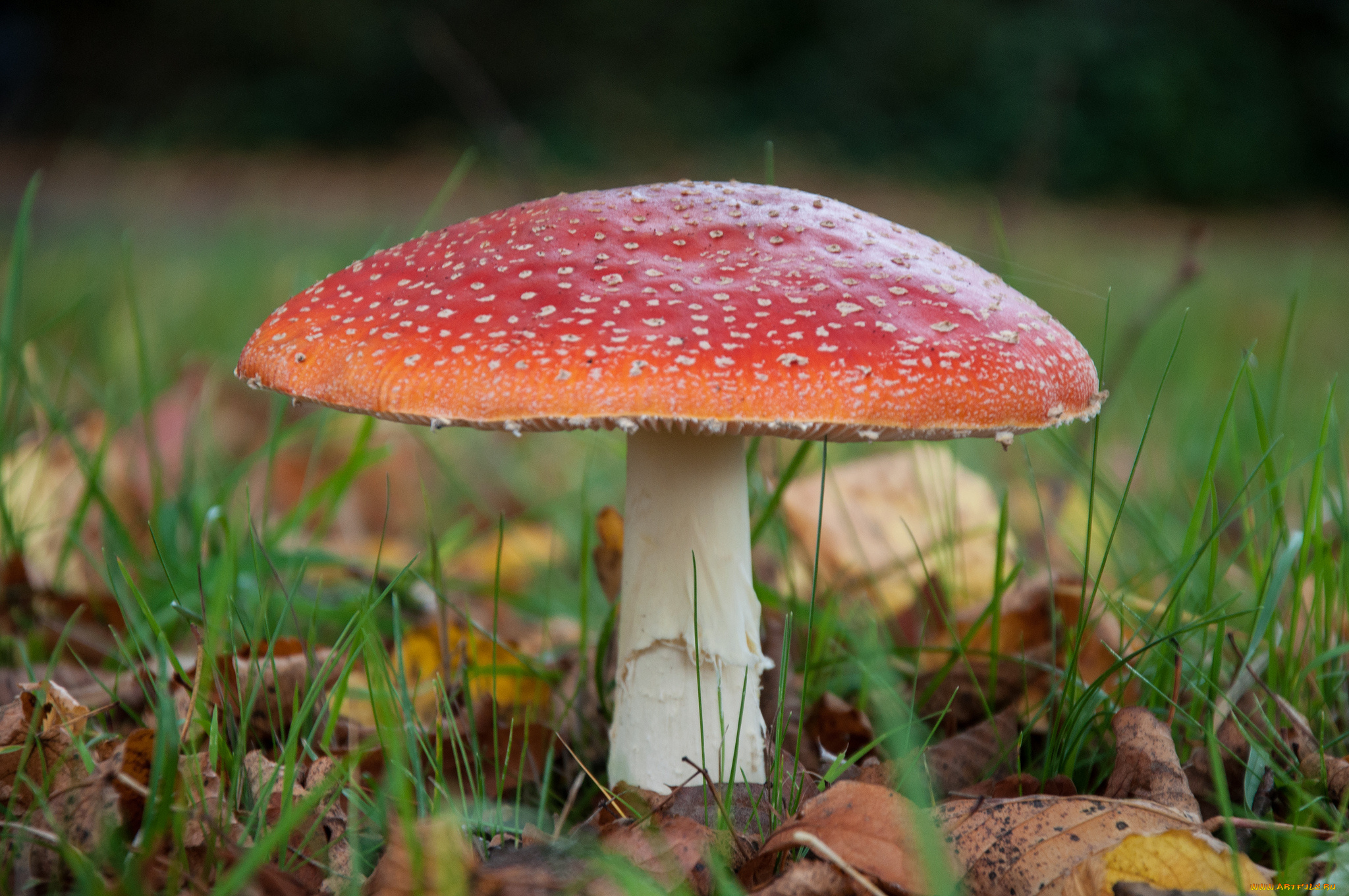 природа, грибы, , мухомор, осень, лес, мухомор, трава