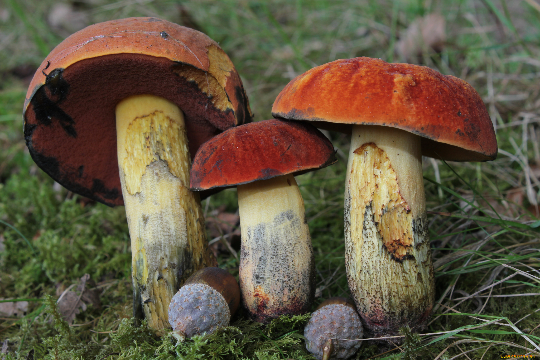 природа, грибы, лес, листья, трава, подосиновики