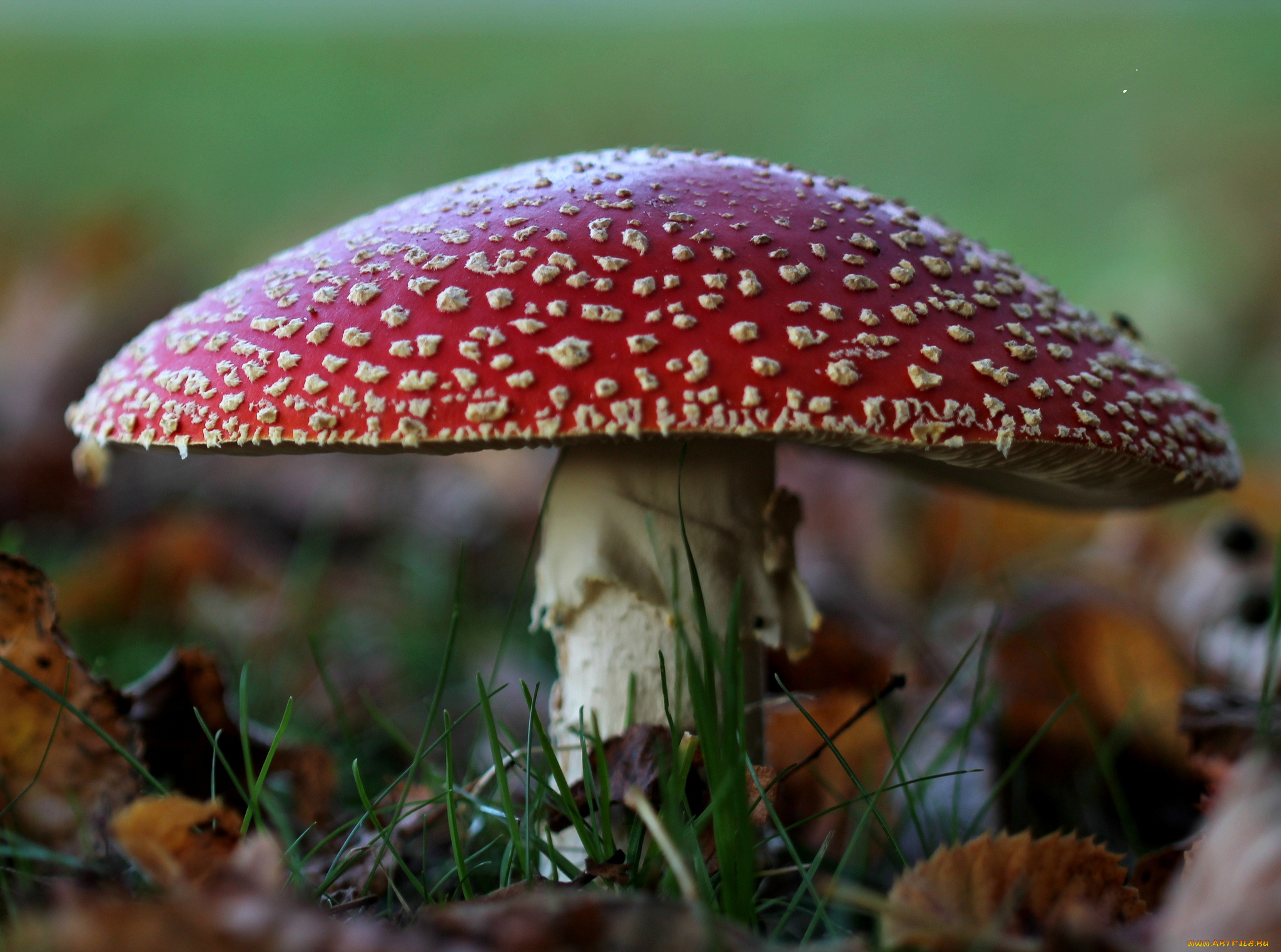 природа, грибы, , мухомор, мухомор, трава, осень, лес