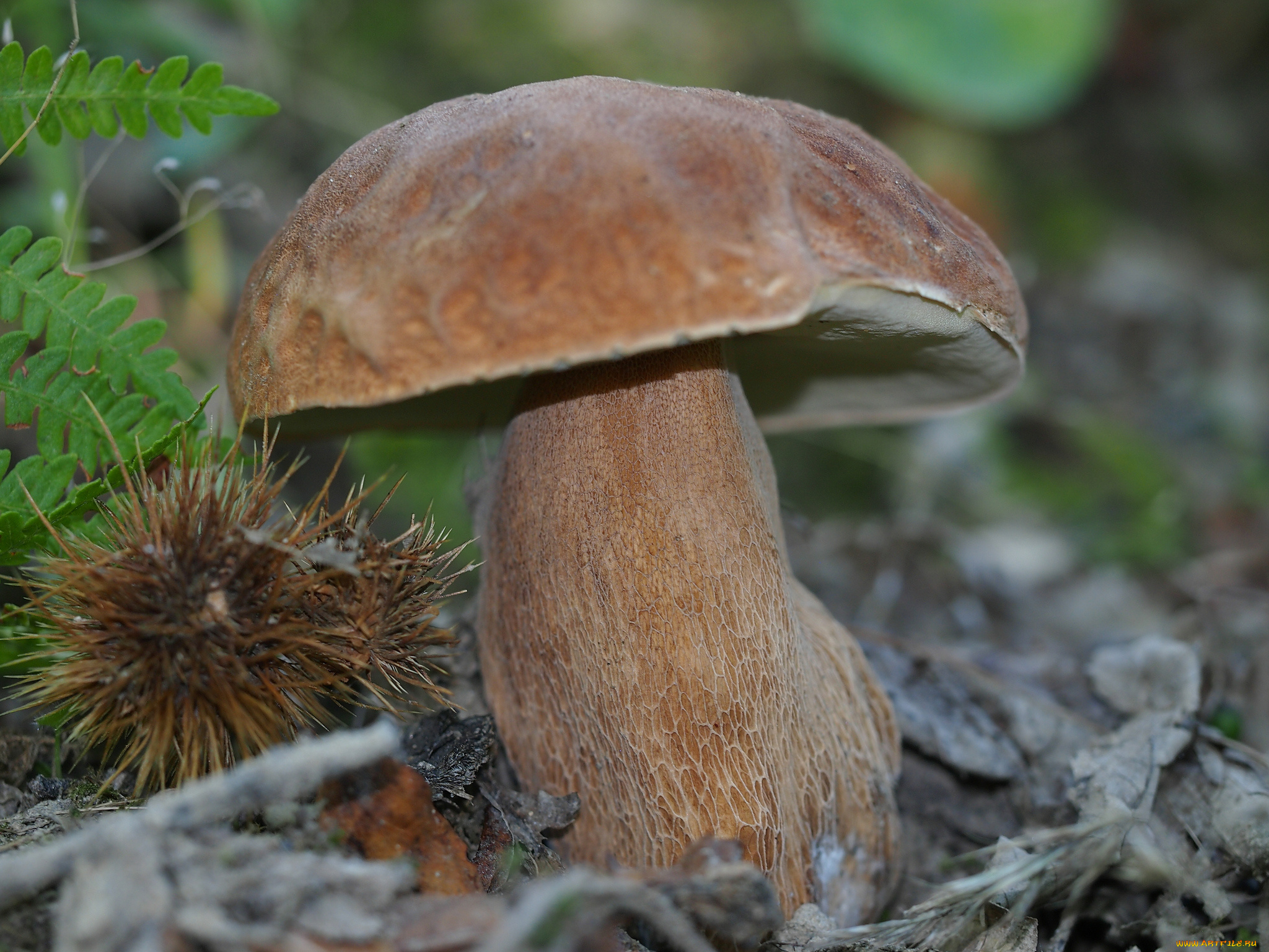 природа, грибы, боровик, трава, листья, лес