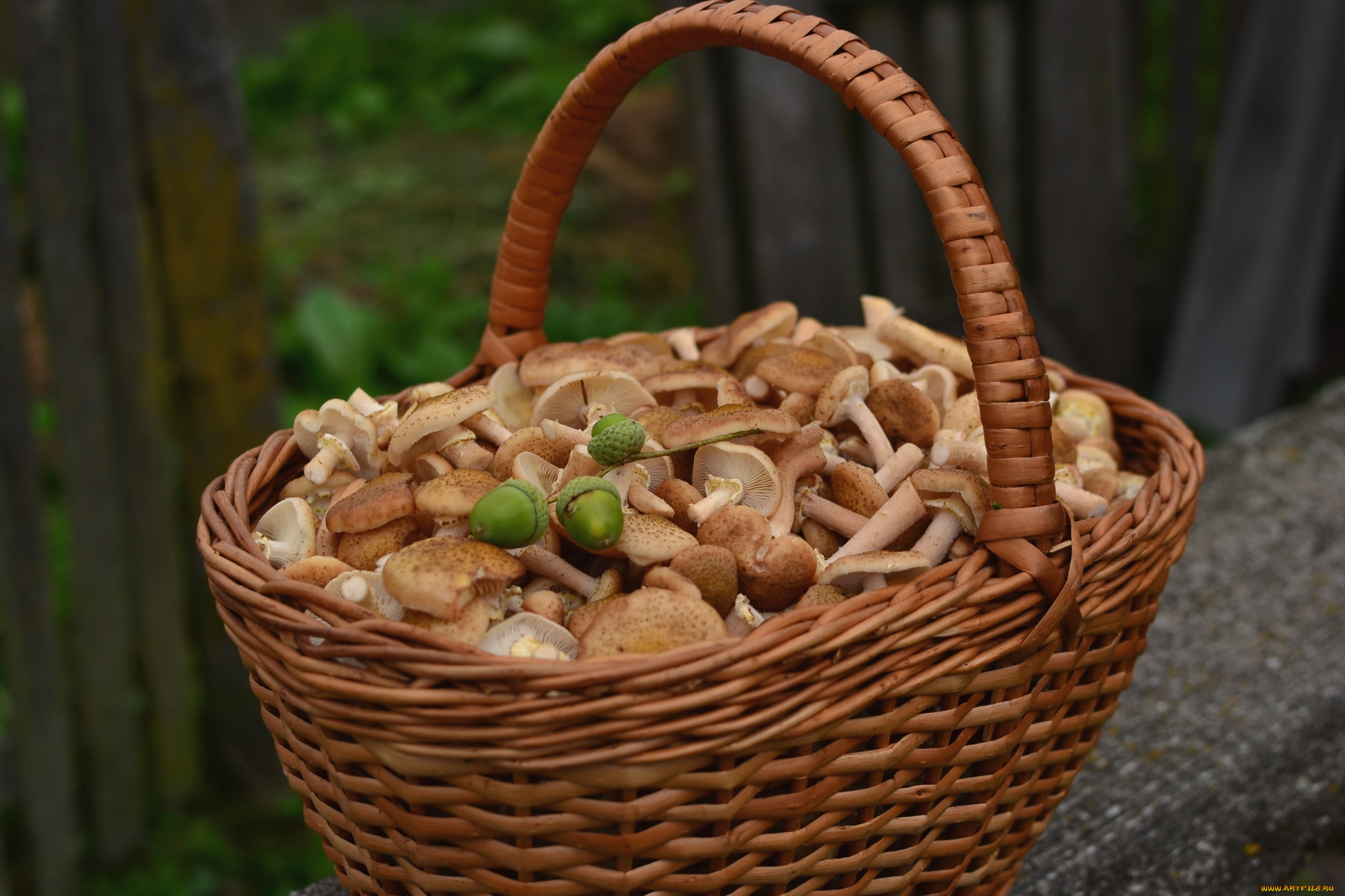 еда, грибы, , грибные, блюда, опята, корзина