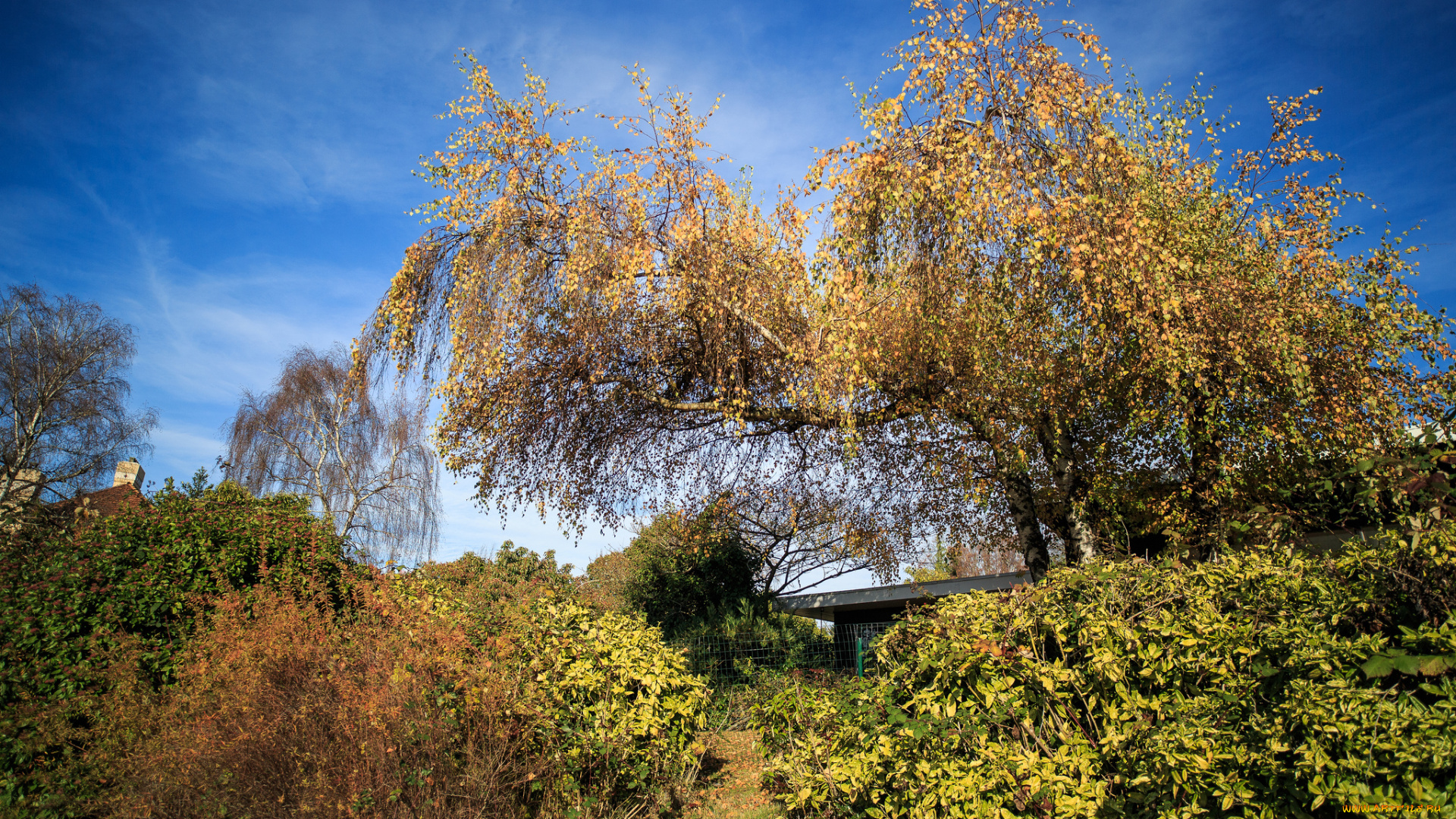 природа, деревья, береза, кусты