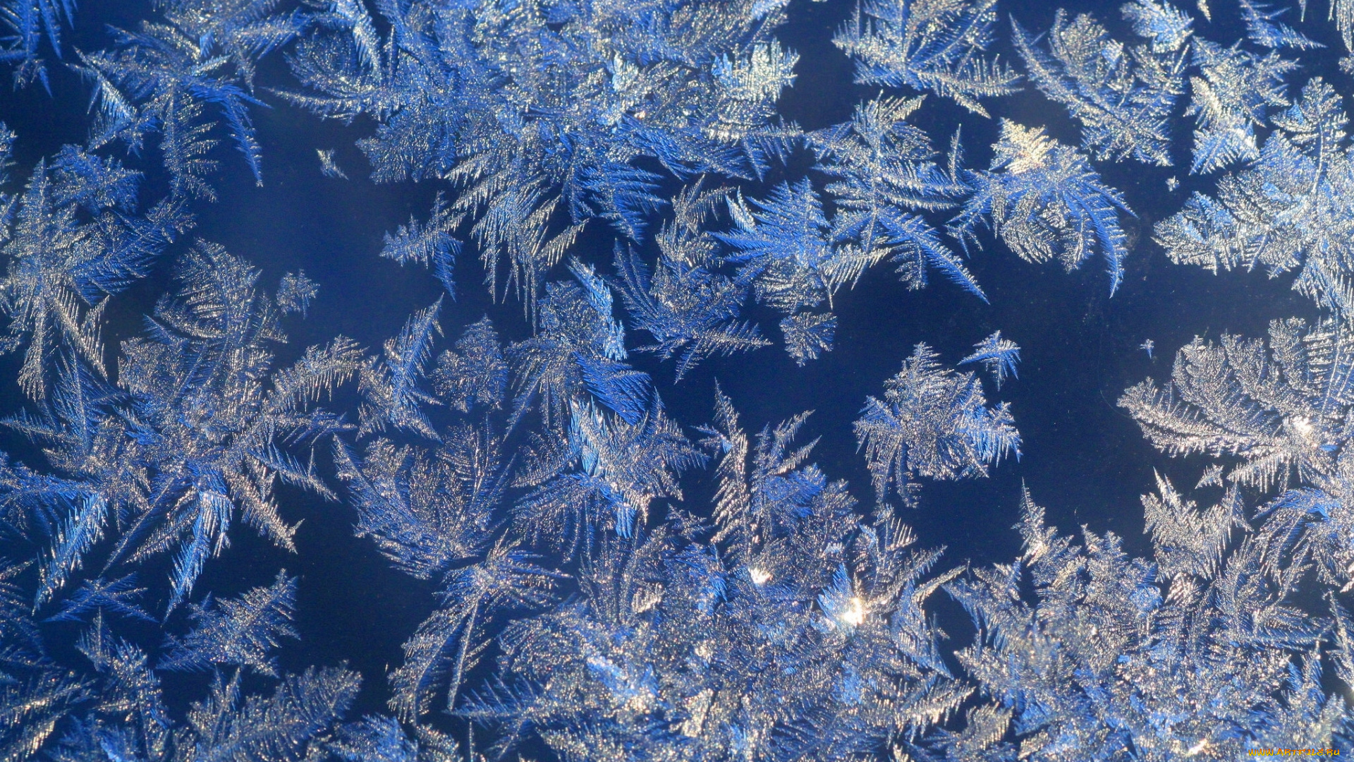 природа, макро, узор, иней, мороз