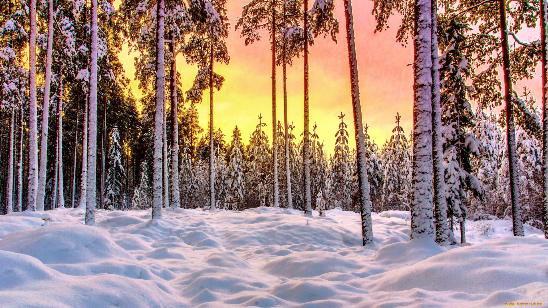 природа, зима, снег, лес