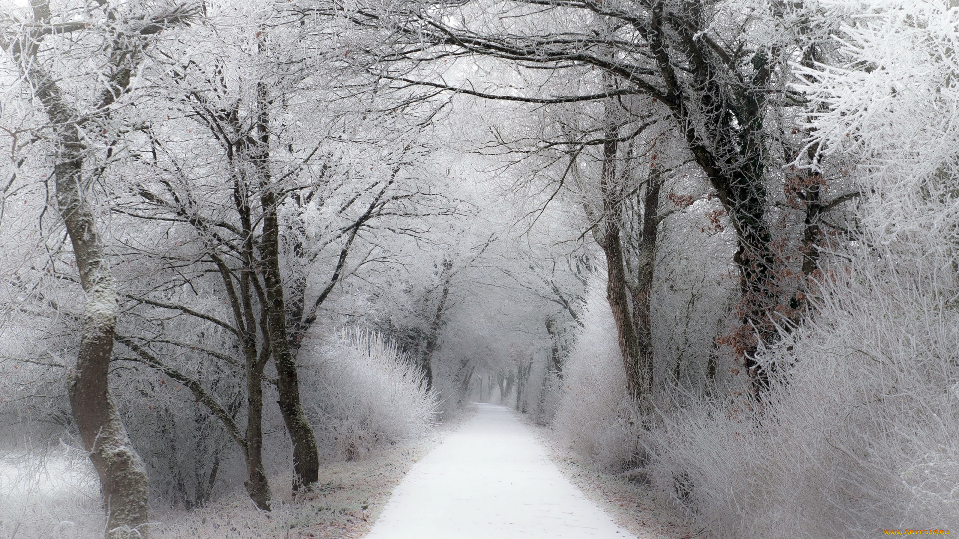 природа, дороги, иней, деревья