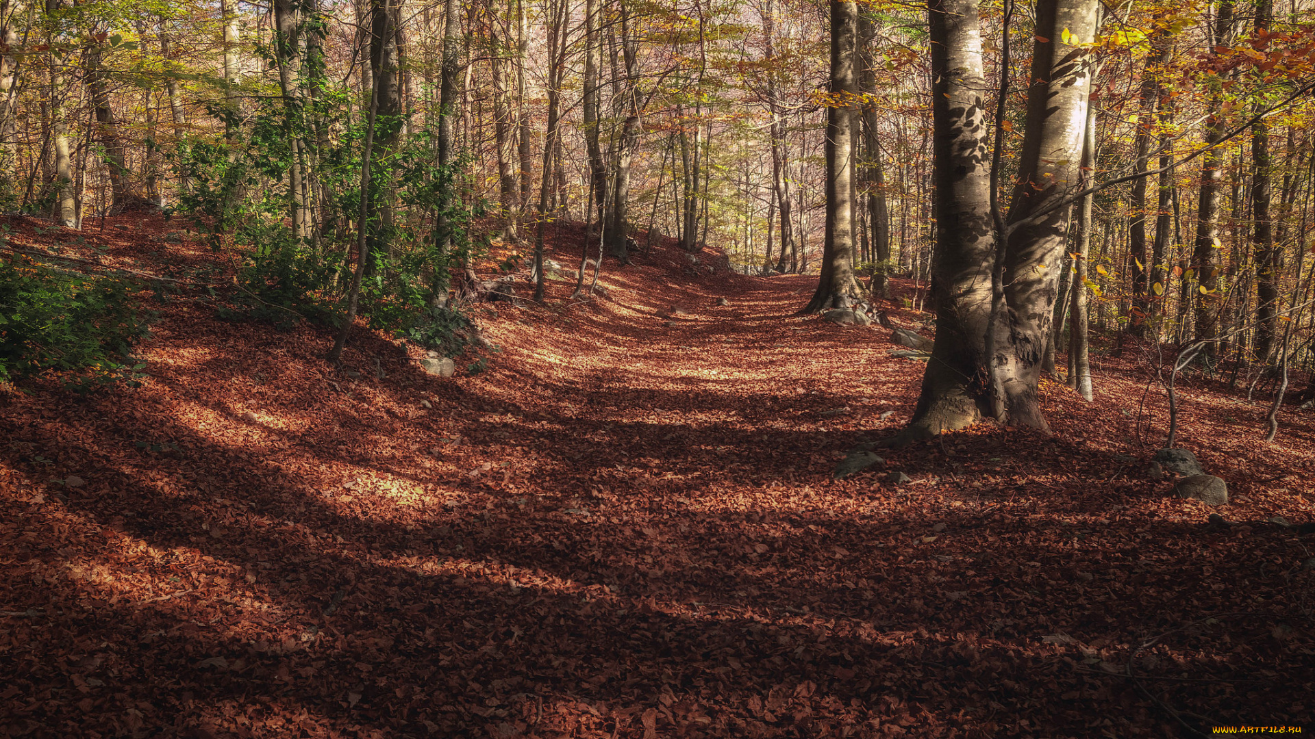 природа, дороги, тракт