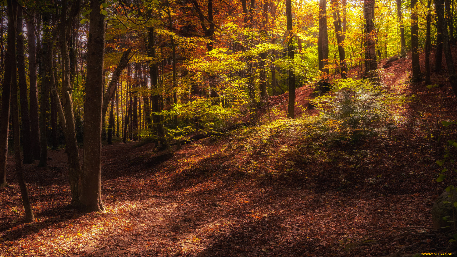 природа, лес, деревья