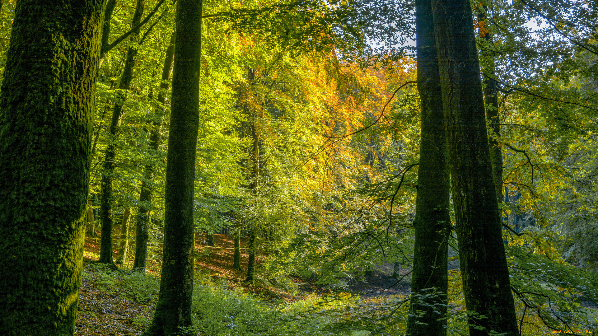 природа, лес, деревья