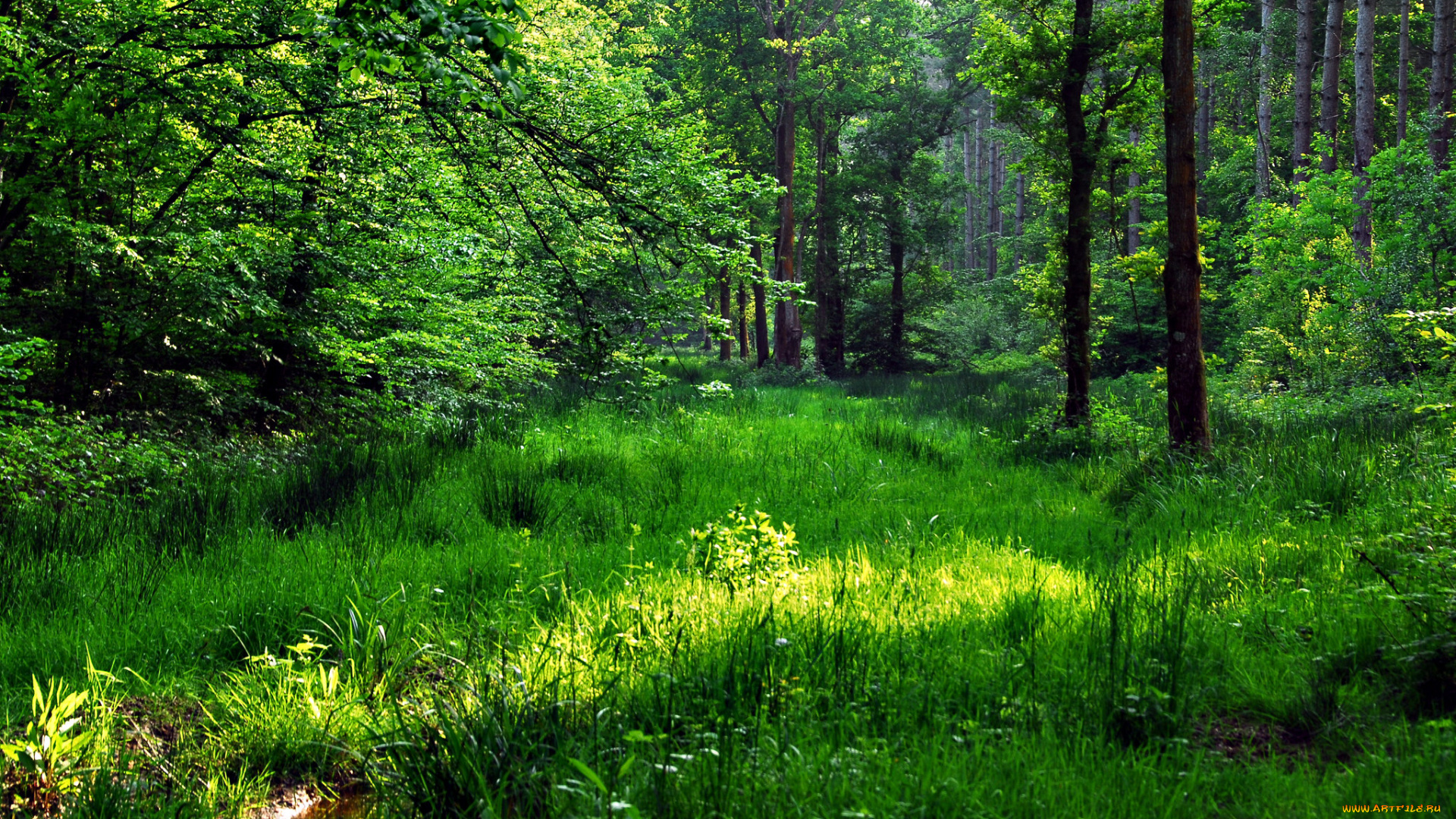 природа, лес, деревья