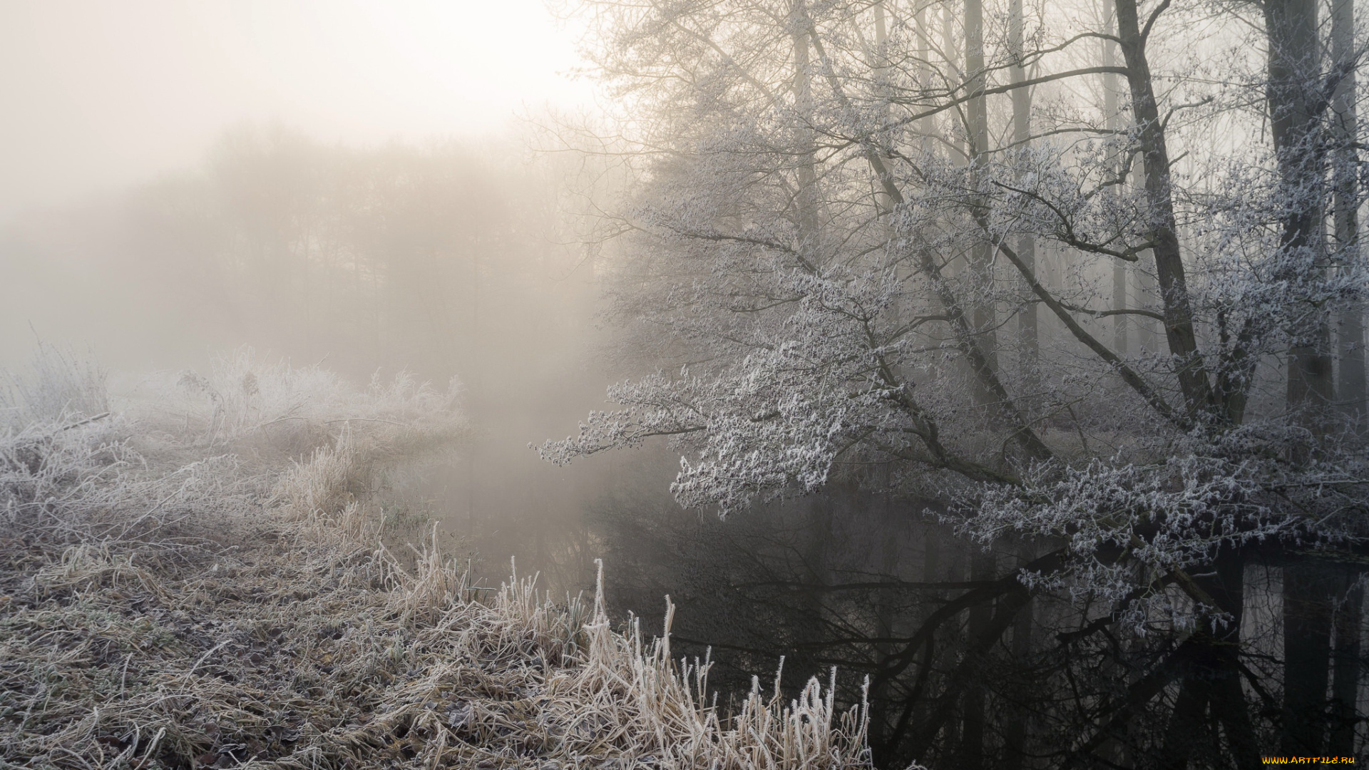 природа, зима, деревья, иней