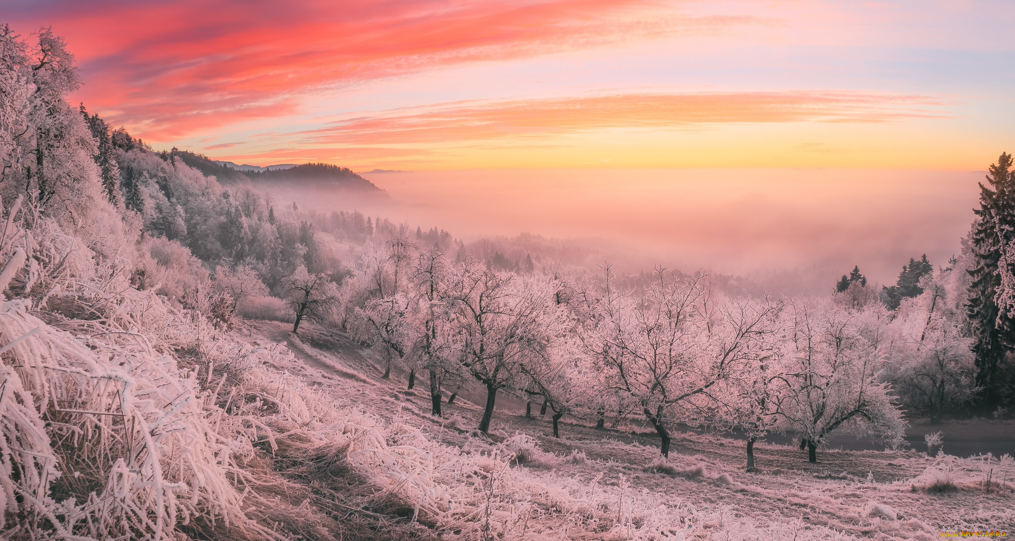 природа, зима, иней, деревья