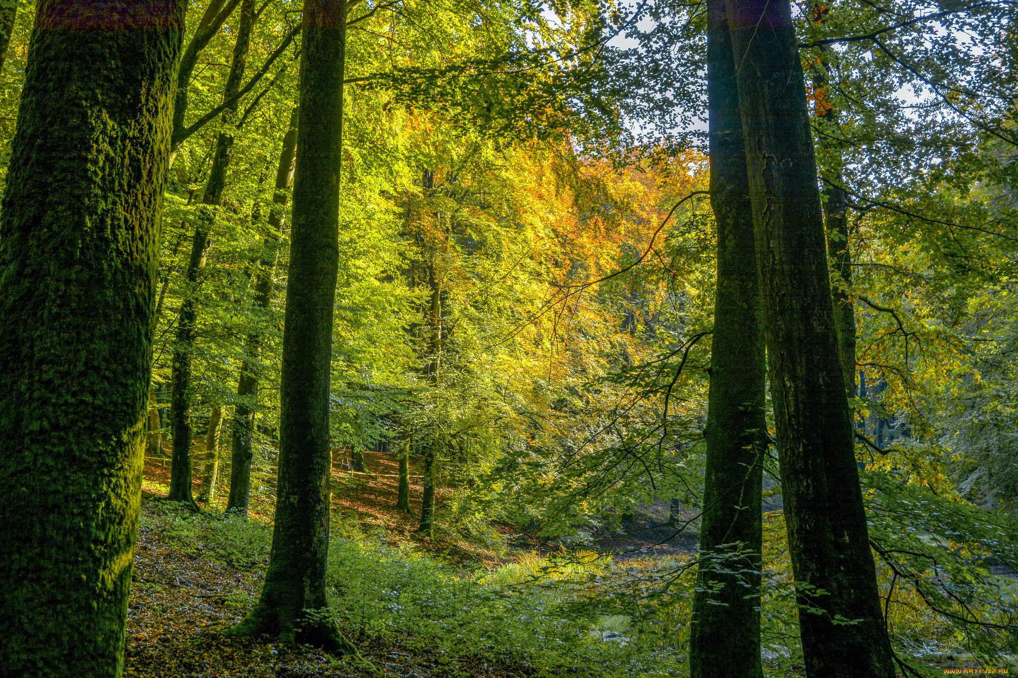 природа, лес, деревья