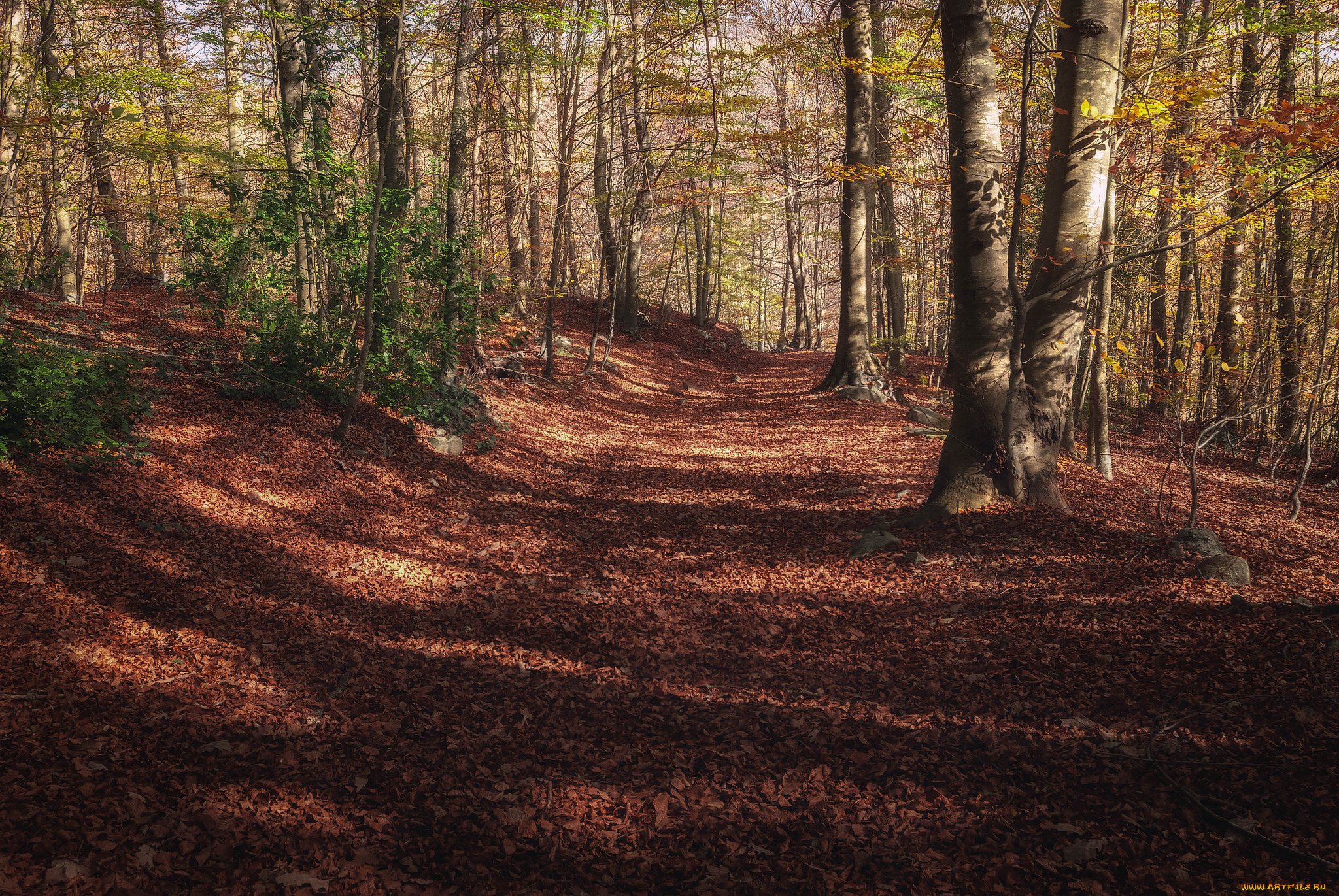 природа, дороги, тракт