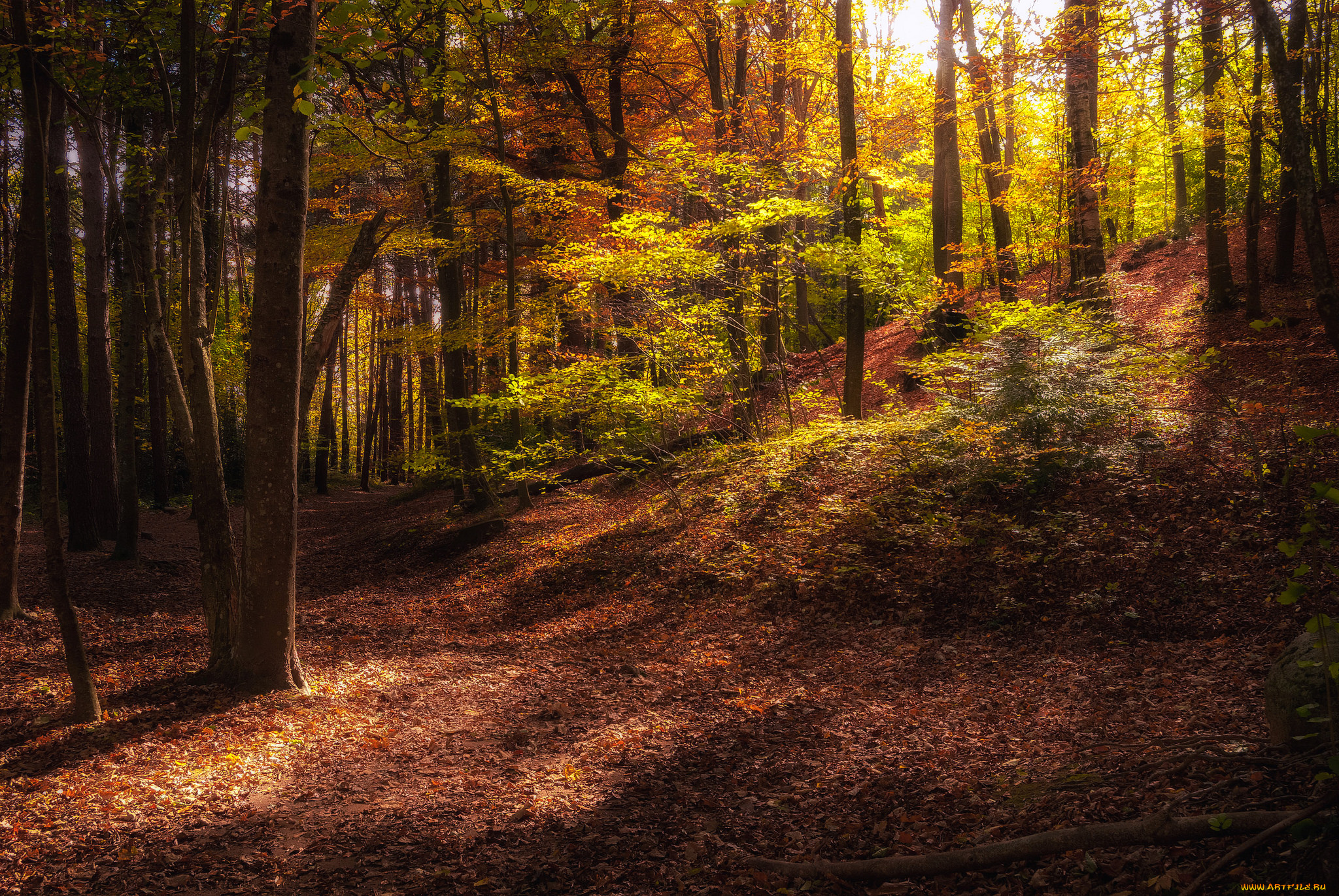 природа, лес, деревья